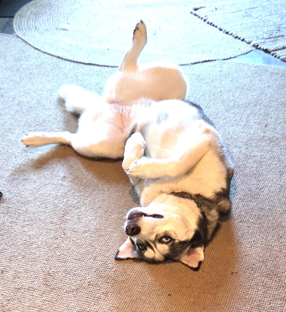 Juno (so happy! so friendly!), Adoptable, Adult Female Siberian Husky.