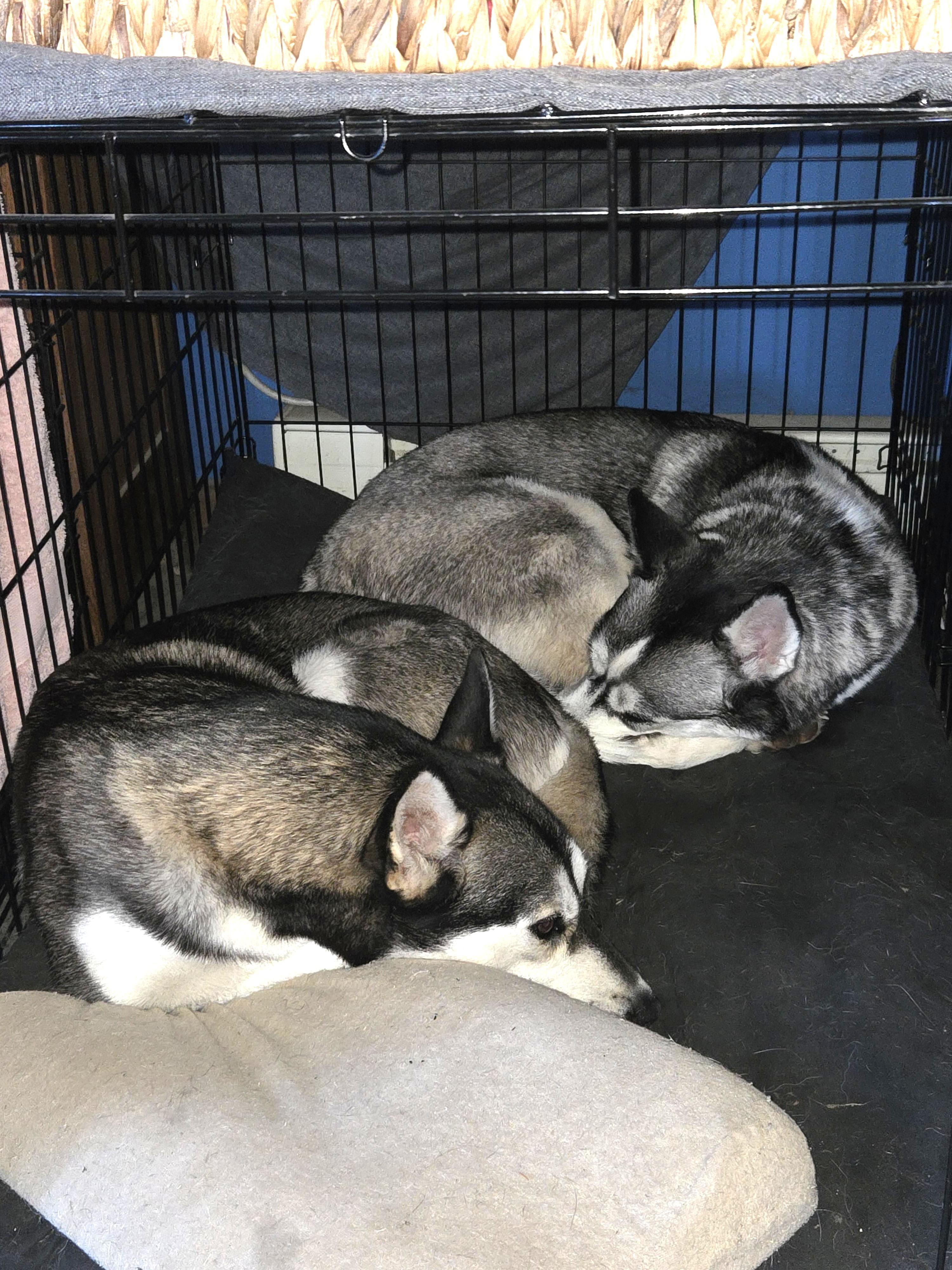 Juno (so happy! so friendly!), a Adoptable Siberian Husky in Ithaca, NY image 4/5