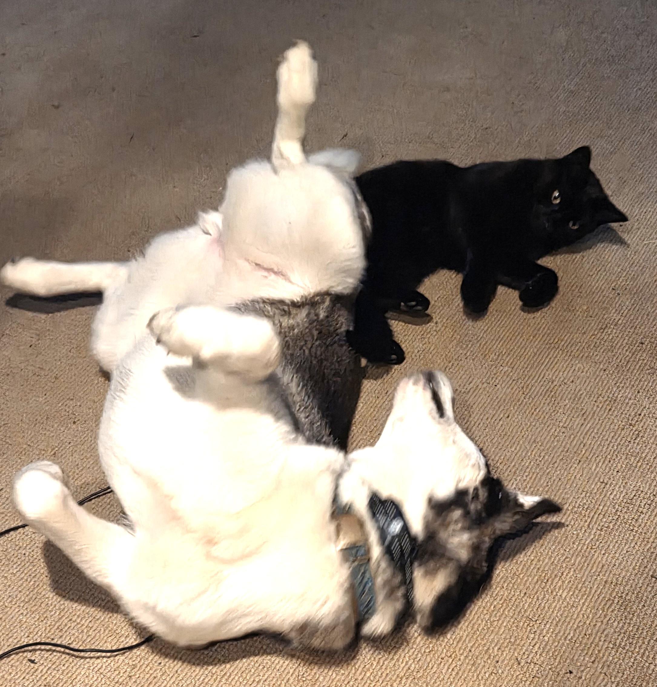 Juno (so happy! so friendly!), a Adoptable Siberian Husky in Ithaca, NY image 5/5