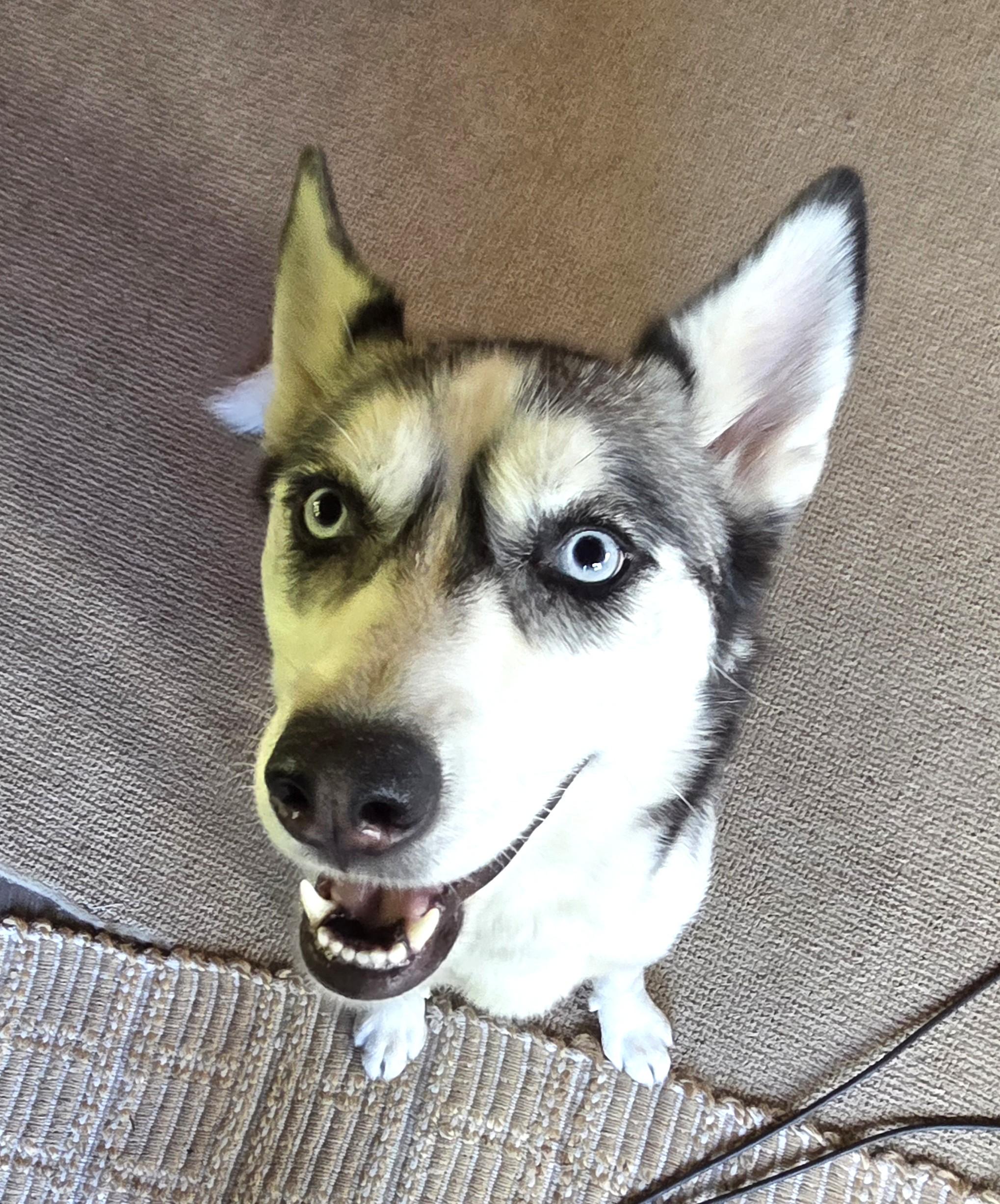 Juno (so happy! so friendly!), a Adoptable Siberian Husky in Ithaca, NY image 3/5
