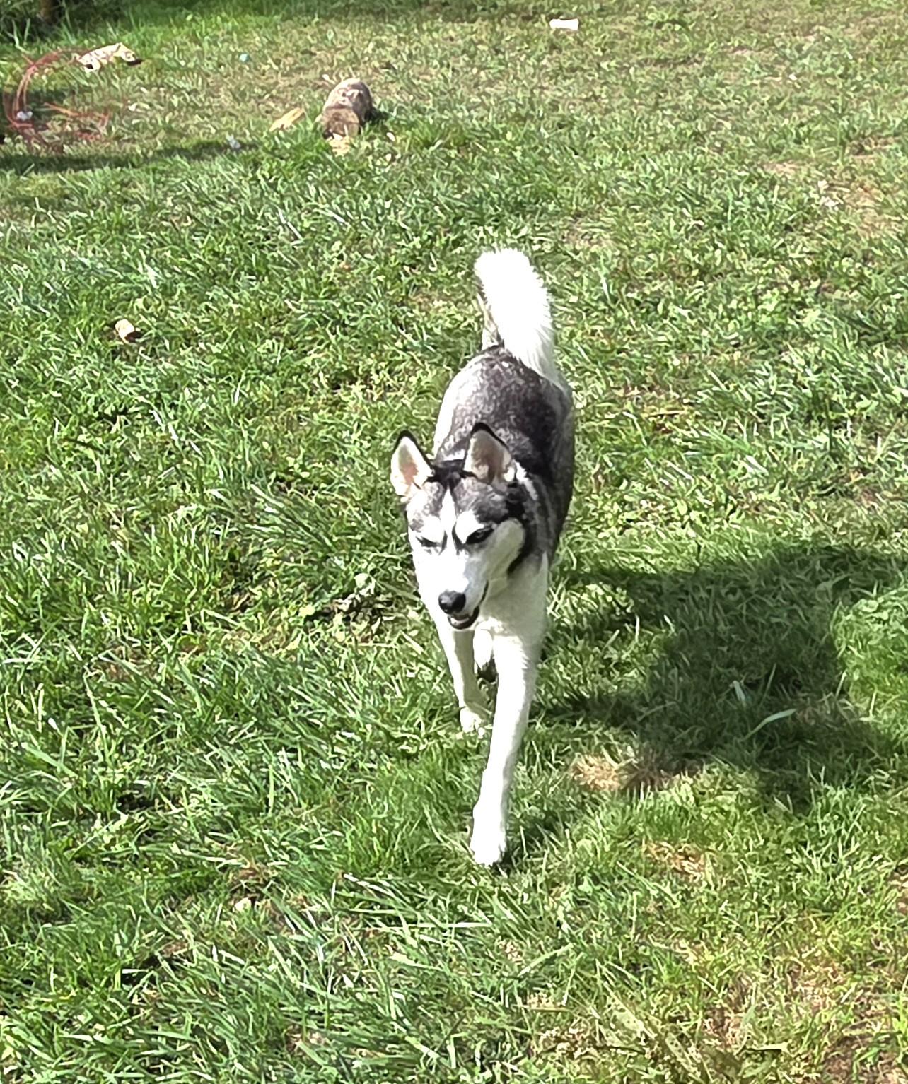 Juno (so happy! so friendly!), a Adoptable Siberian Husky in Ithaca, NY image 2/5