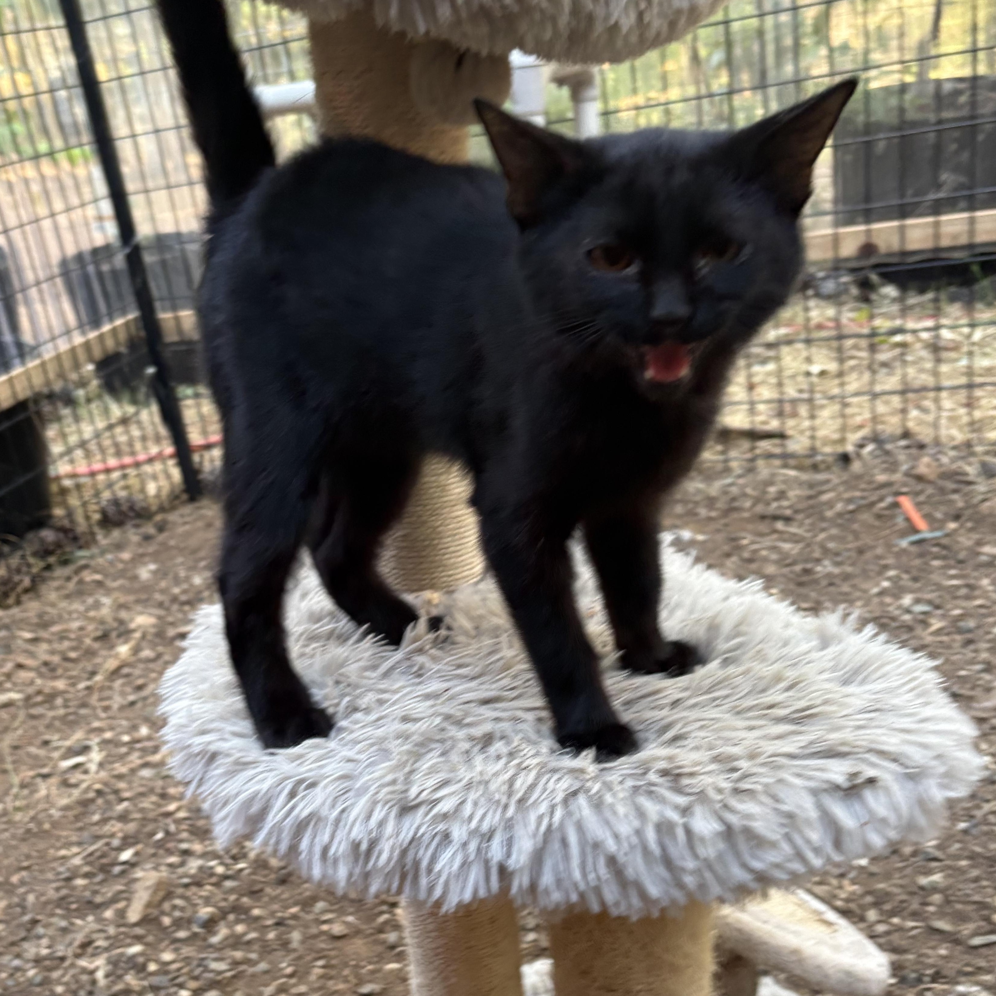 Tom&Jerry, a ADOPTABLE mixed breed in Oakland, CA image 5/5