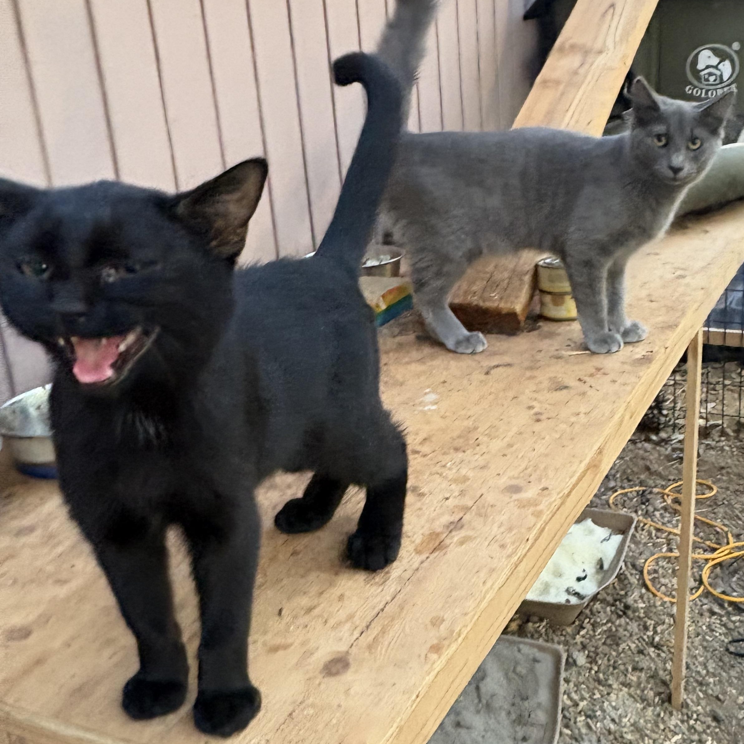 Tom&Jerry, a ADOPTABLE mixed breed in Oakland, CA image 3/5