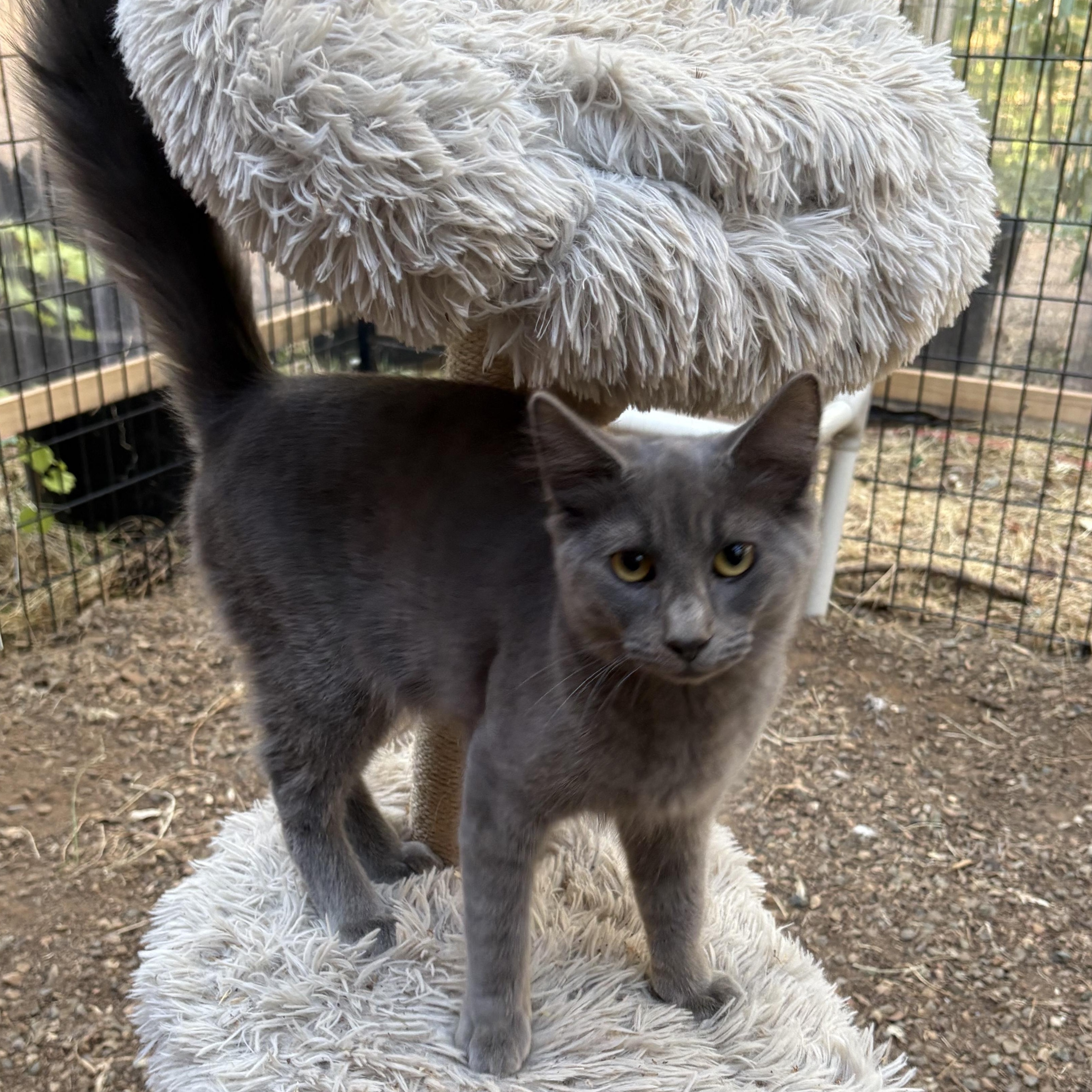 Tom&Jerry, ADOPTABLE, Young Male Domestic Medium Hair.
