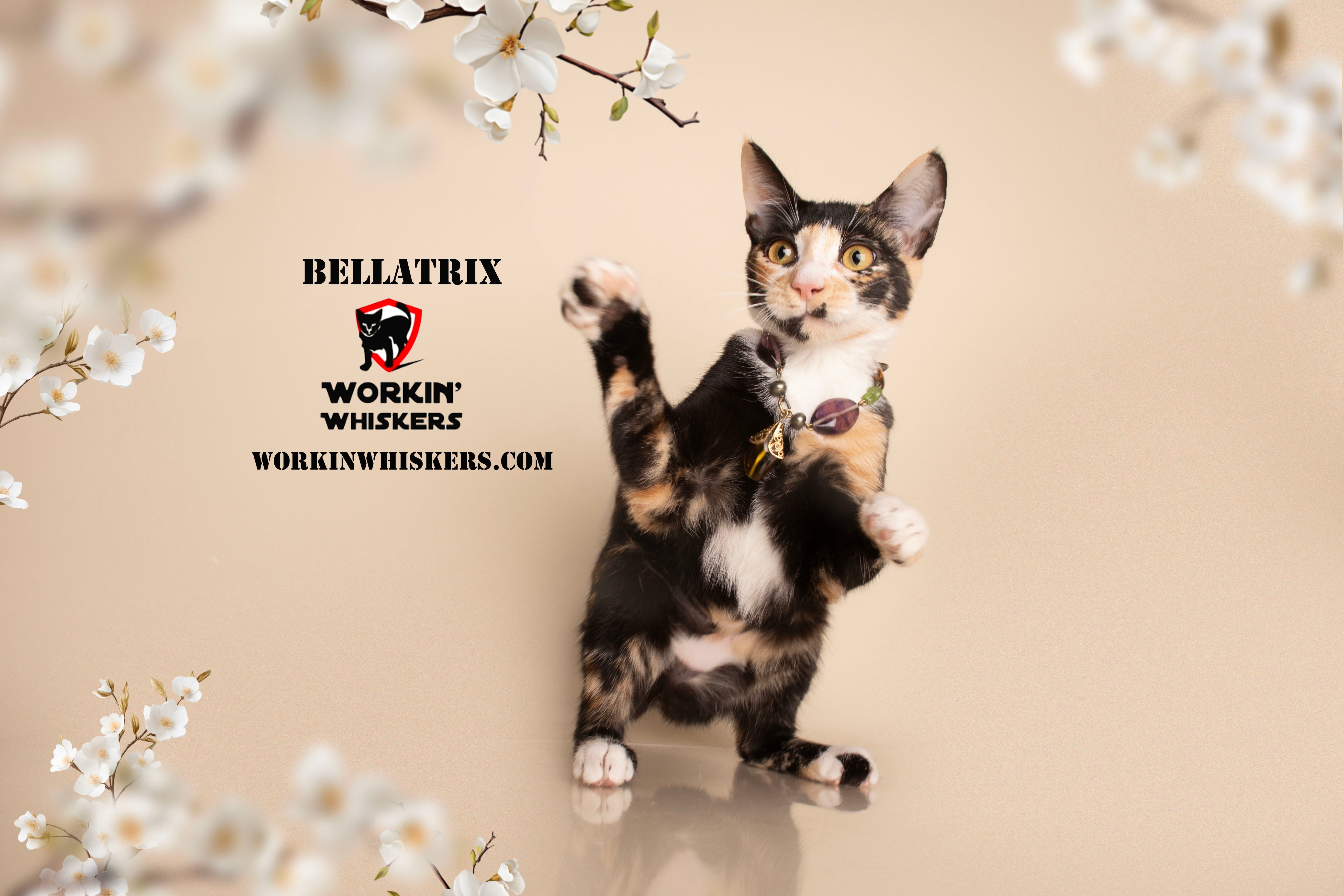 Enlarge BELLATRIX, a Adoptable mixed breed in HEMET, CA image 4/6