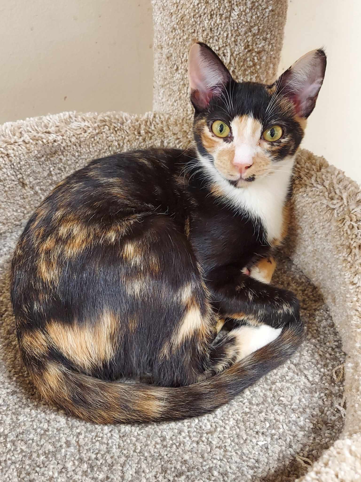 Enlarge BELLATRIX, a Adoptable mixed breed in HEMET, CA image 3/6