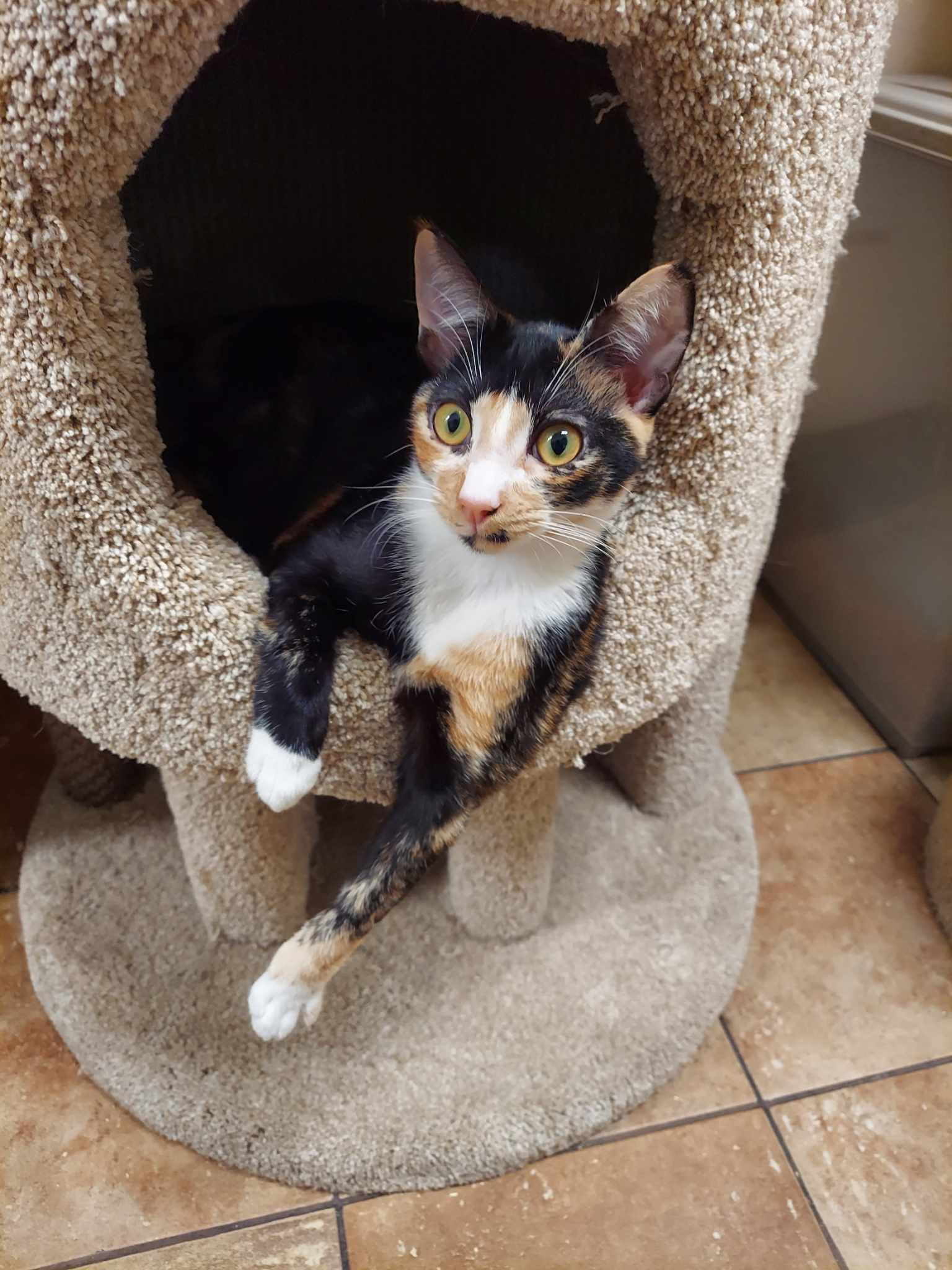 Enlarge BELLATRIX, a Adoptable mixed breed in HEMET, CA image 5/6