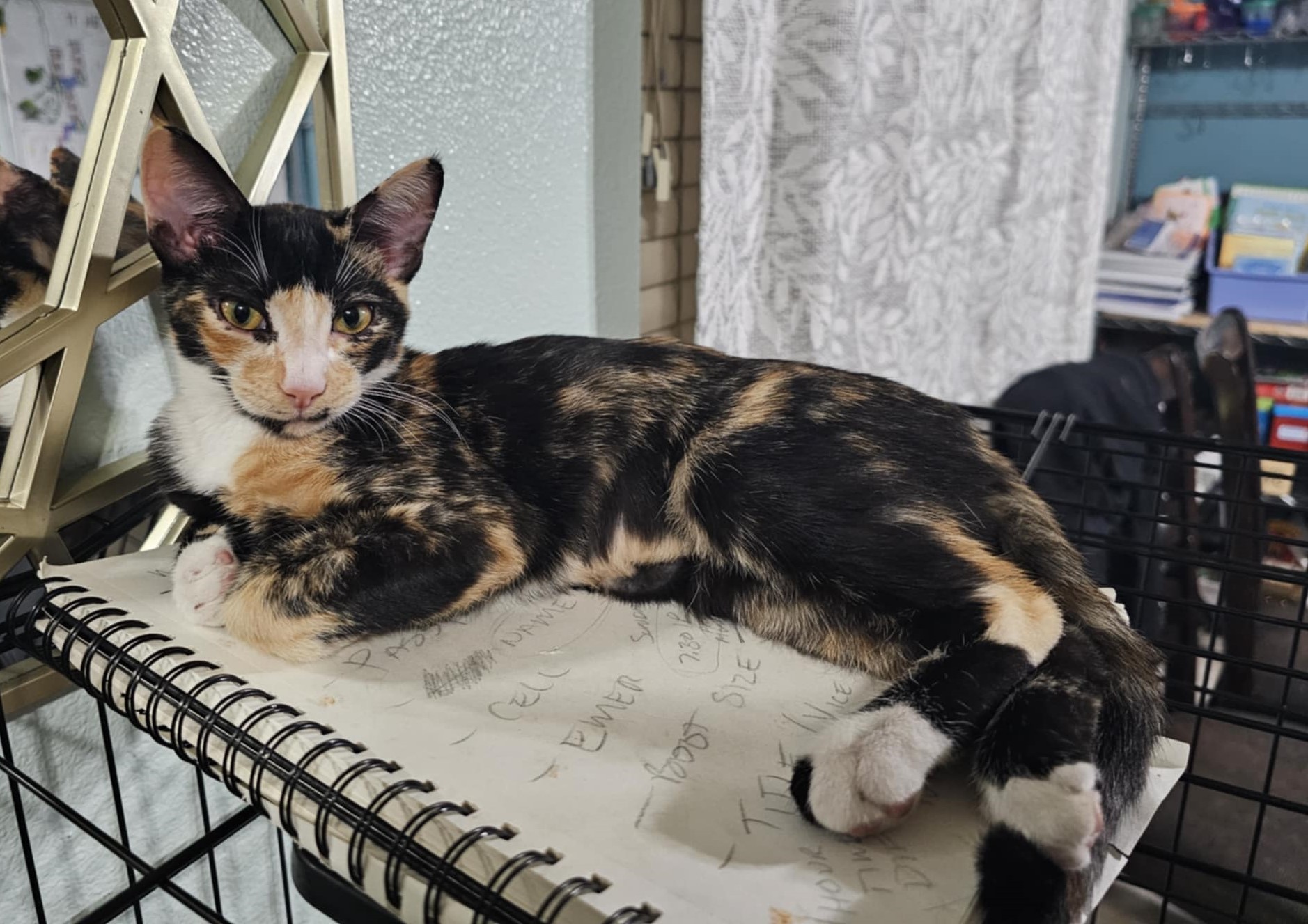 Enlarge BELLATRIX, a Adoptable mixed breed in HEMET, CA image 2/6