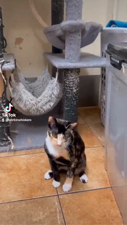 Enlarge BELLATRIX, a Adoptable mixed breed in HEMET, CA video 6/6