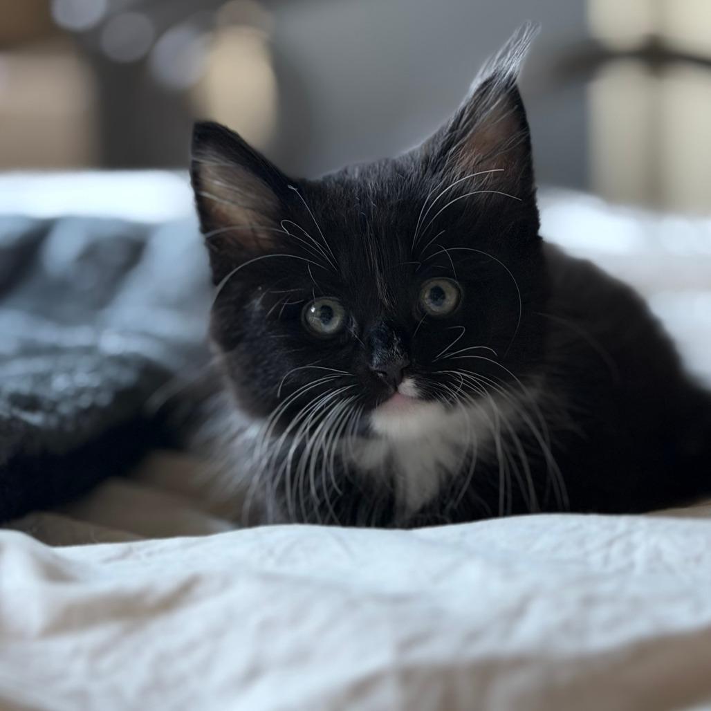 Pierre, Adoptable, Kitten Male Domestic Long Hair.