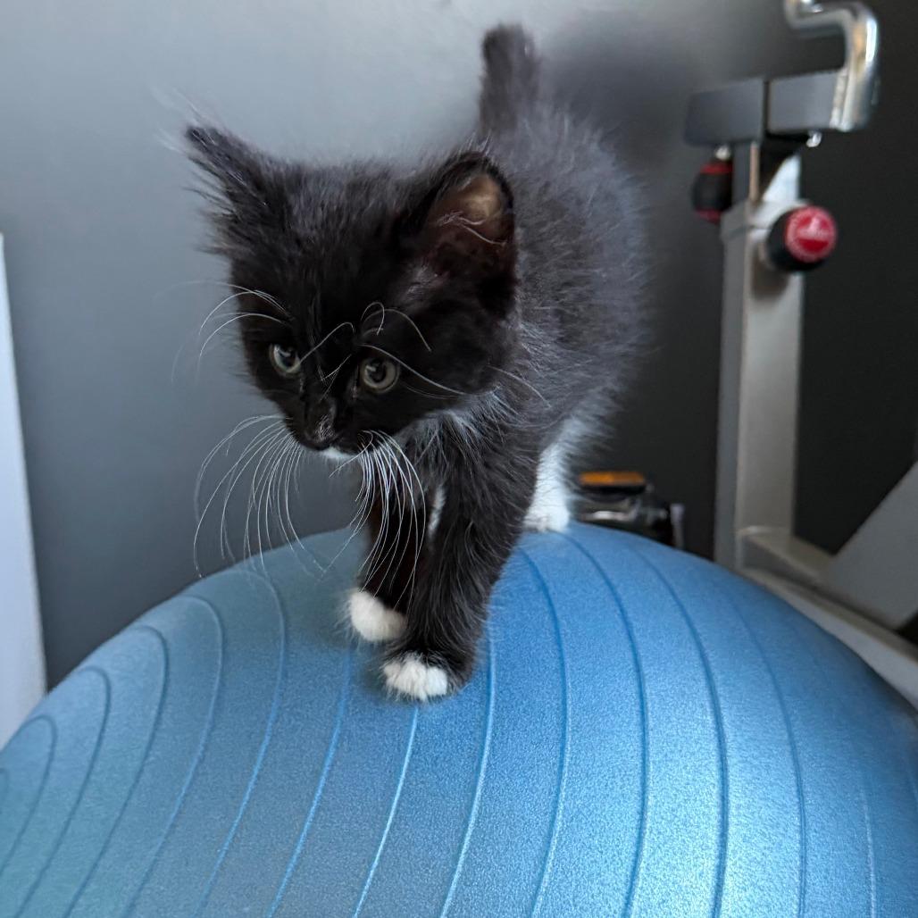 Enlarge Pierre, a Adoptable Domestic Long Hair in Los Angeles, CA image 3/6