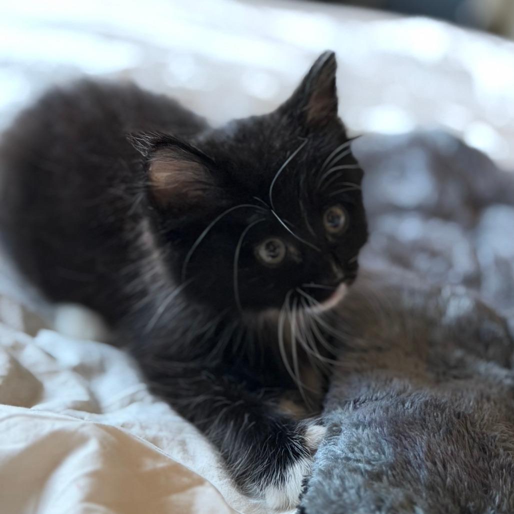 Enlarge Pierre, a Adoptable Domestic Long Hair in Los Angeles, CA image 4/6