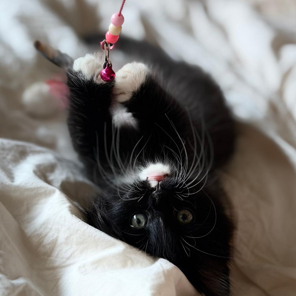 Enlarge Pierre, a Adoptable Domestic Long Hair in Los Angeles, CA image 6/6