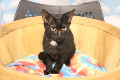 Enlarge Bucky, a Adoptable Domestic Short Hair in Covington, LA image 2/2