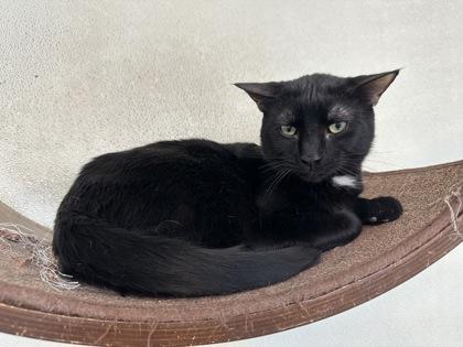 Enlarge Bucky, a Adoptable Domestic Short Hair in Covington, LA image 2/2