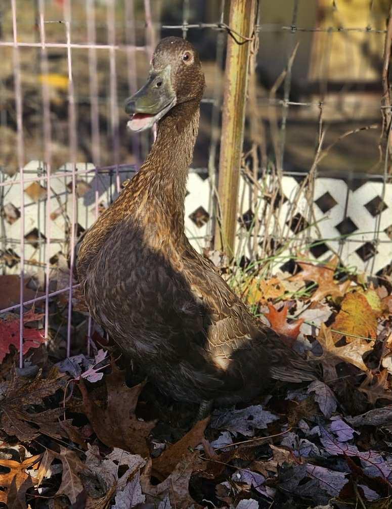 Cassy, Adoptable, Adult Female Duck.