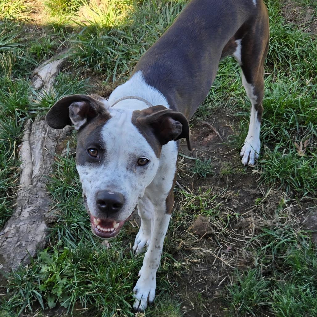 Enlarge Bailey, a Adoptable mixed breed in Klamath Falls, OR image 1/1