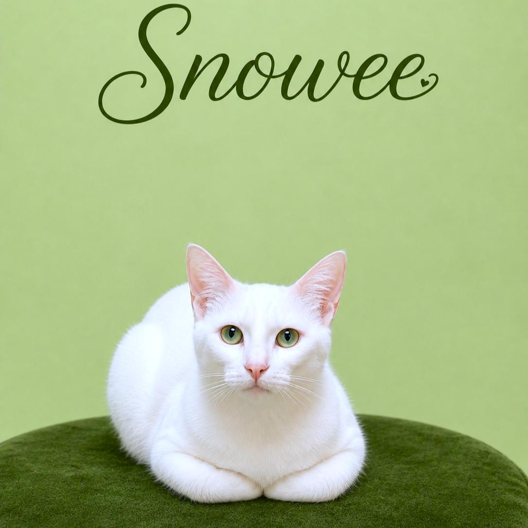 Enlarge SILKY SNOWEE, a Adoptable Turkish Angora in Danbury, CT image 3/4
