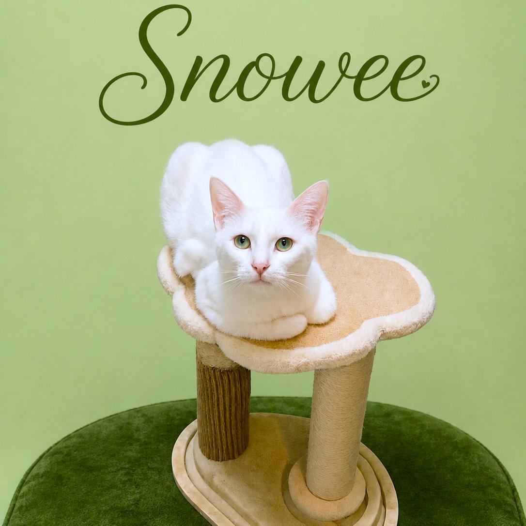Enlarge SILKY SNOWEE, a Adoptable Turkish Angora in Danbury, CT image 2/4