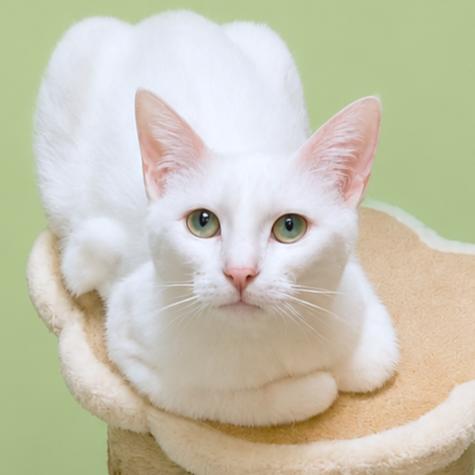 Enlarge SILKY SNOWEE, a Adoptable Turkish Angora in Danbury, CT image 4/4