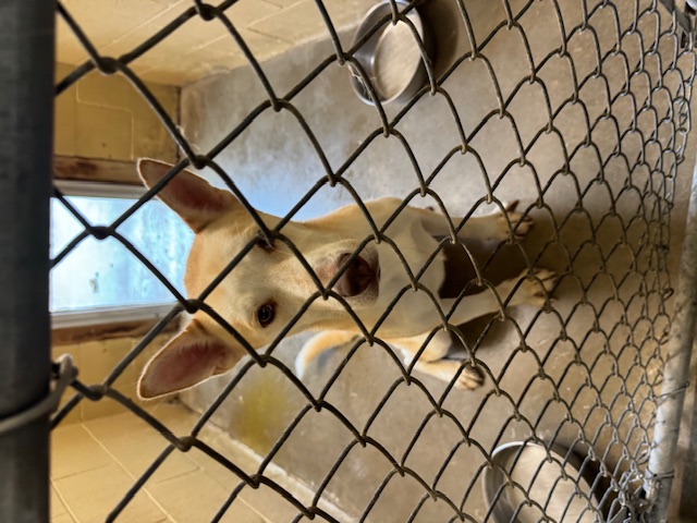 Enlarge Titan, a Adoptable mixed breed in Cortlandt Manor, NY image 4/4