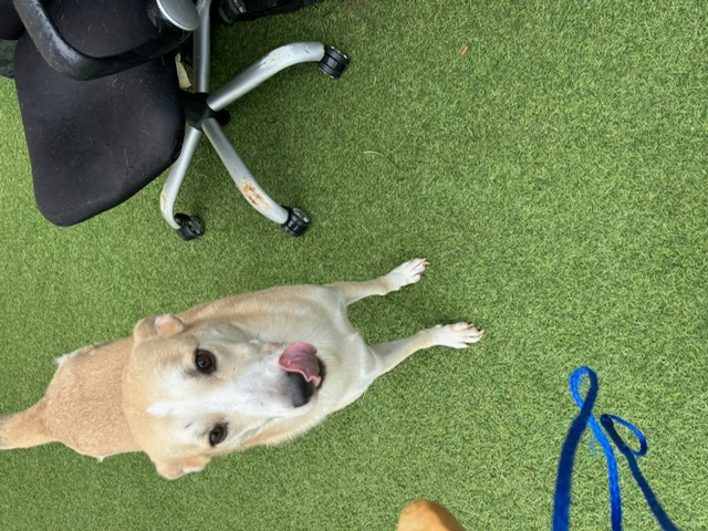 Enlarge Titan, a Adoptable mixed breed in Cortlandt Manor, NY image 3/4