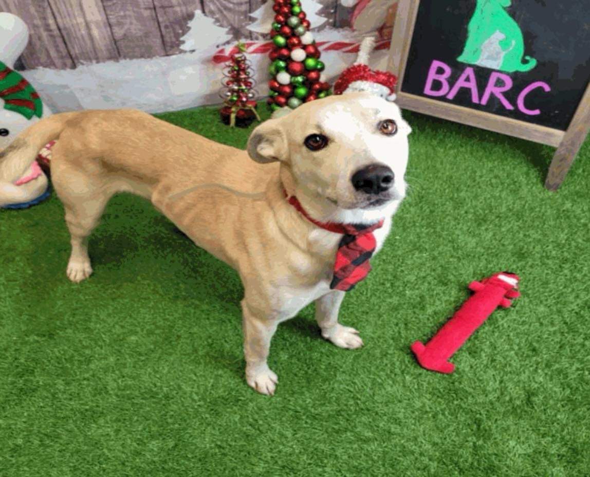 Titan, Adoptable, Young Male Yellow Labrador Retriever.