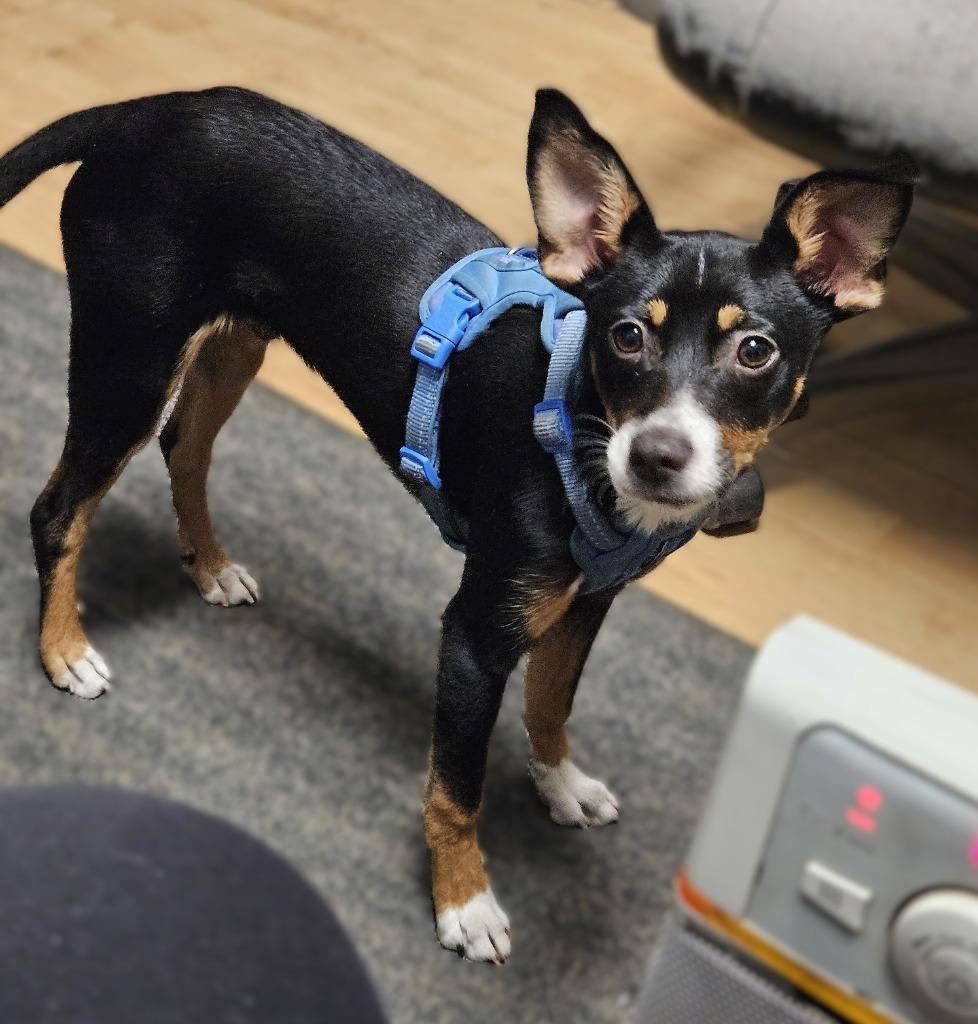 Enlarge Tiny Taco “TT”, a ADOPTABLE mixed breed in Culpeper, VA image 1/1