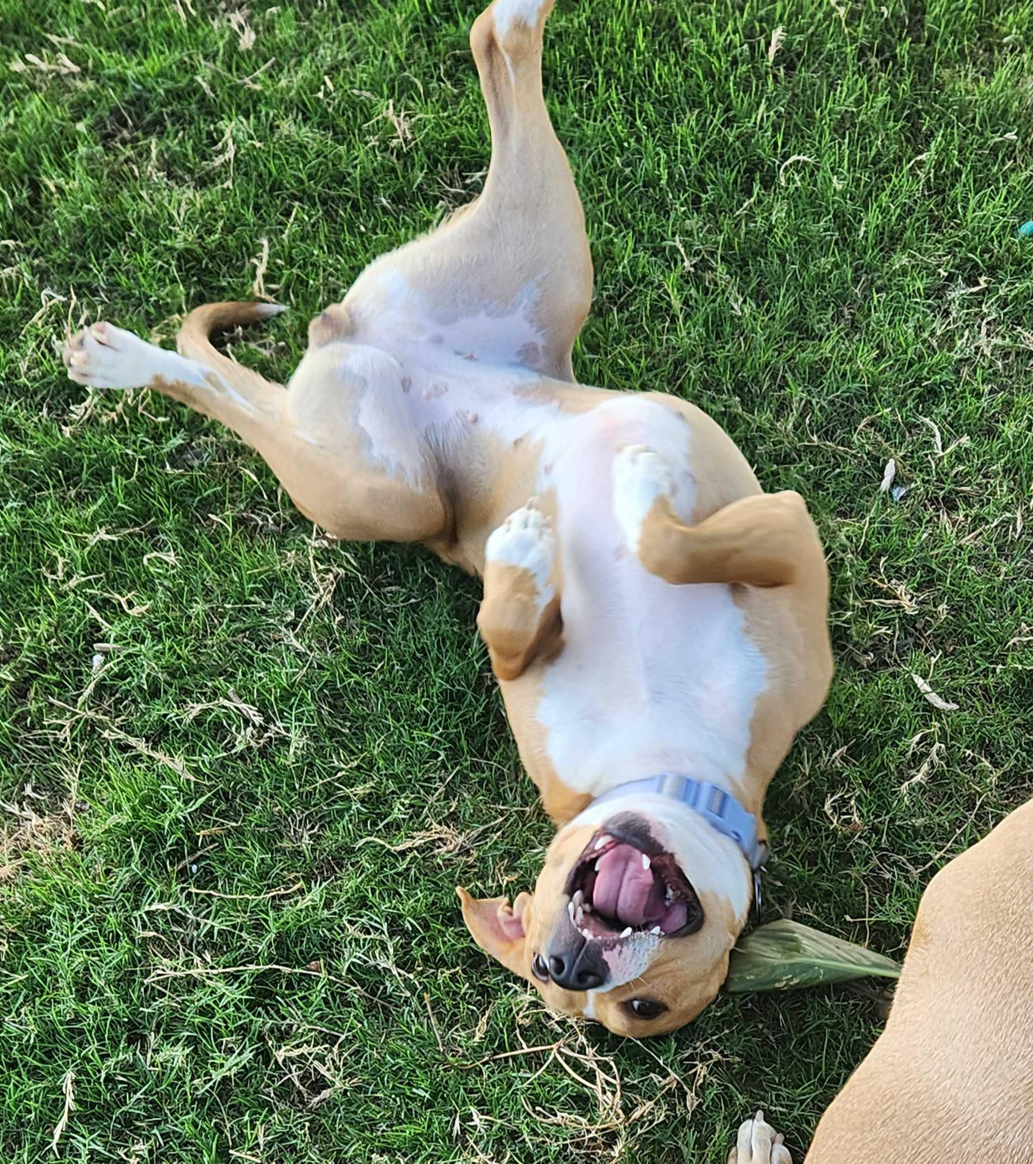 Enlarge Ginger, a Adoptable mixed breed in OKLAHOMA CITY, OK image 3/6