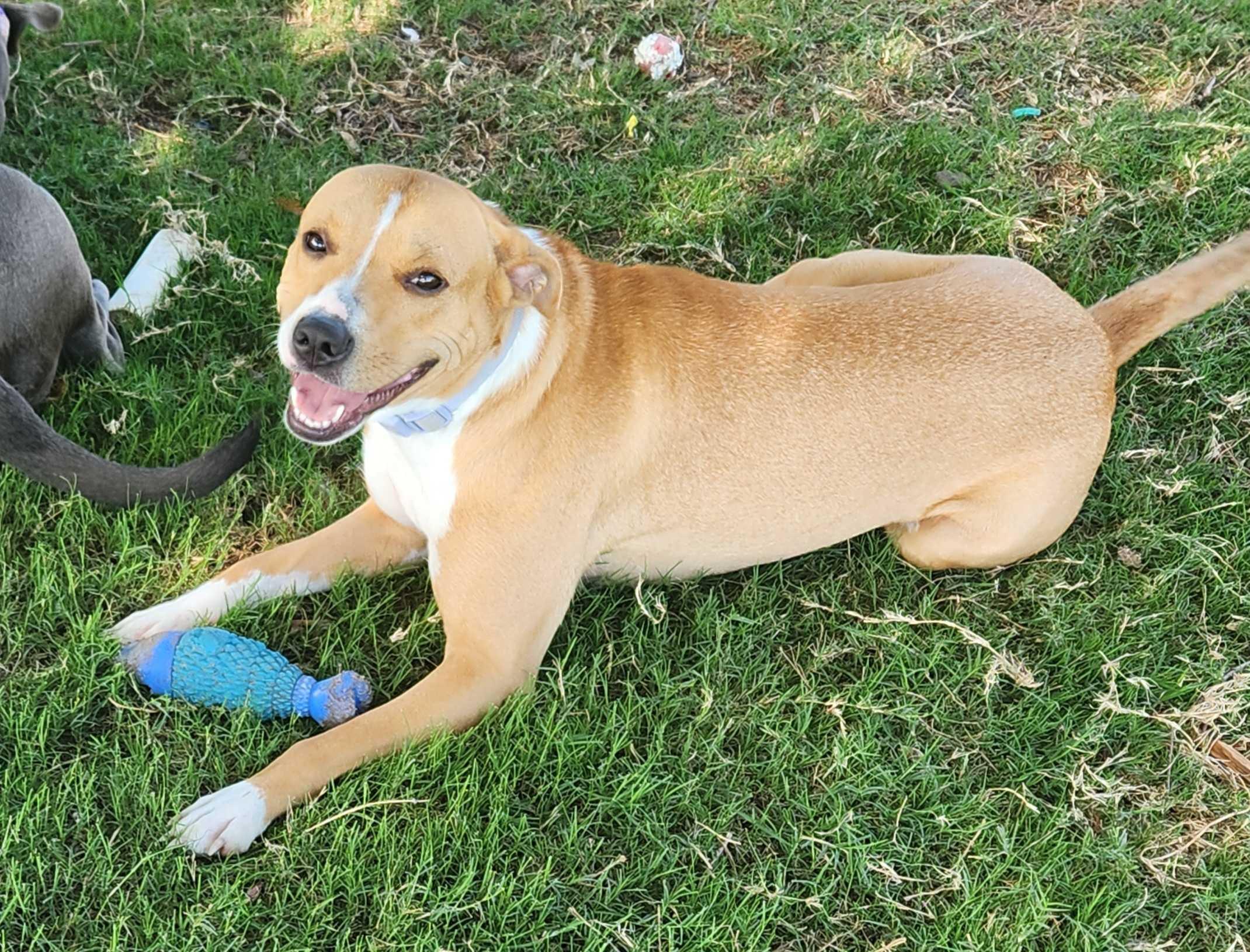 Ginger, Adoptable, Young Female Labrador Retriever & Pit Bull Terrier.