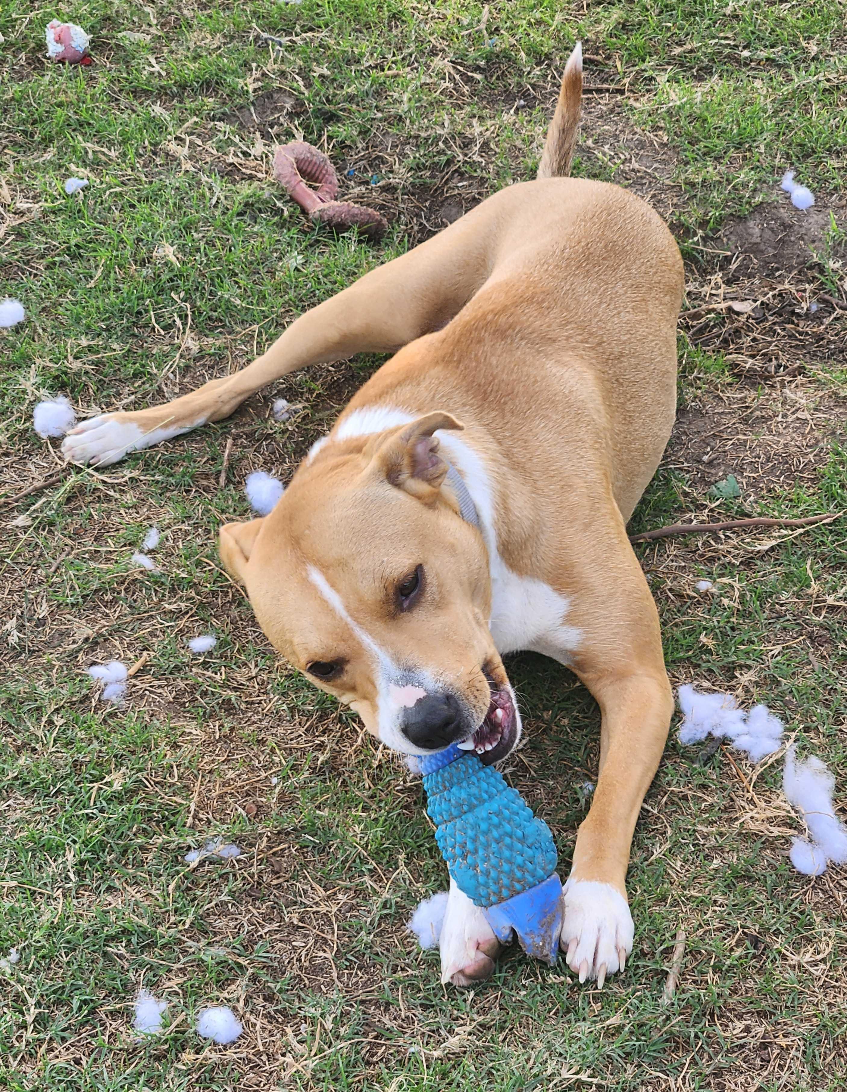 Enlarge Ginger, a Adoptable mixed breed in OKLAHOMA CITY, OK image 2/6