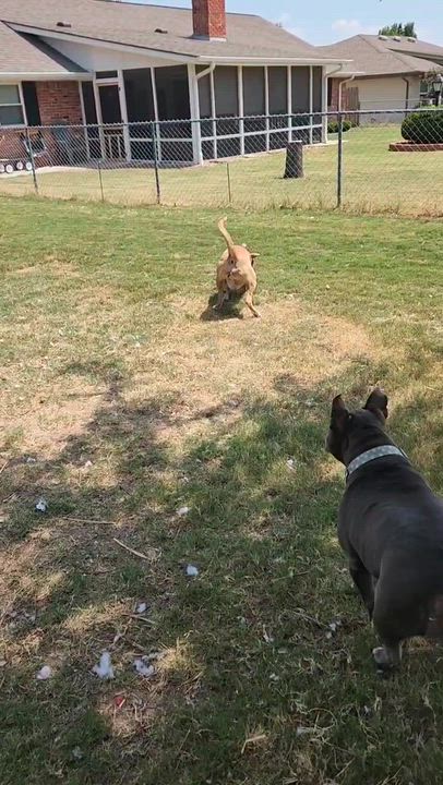 Enlarge Ginger, a Adoptable mixed breed in OKLAHOMA CITY, OK video 6/6