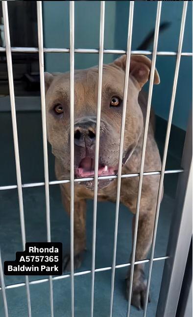 Enlarge RHONDA, a Adoptable Pit Bull Terrier in Pasadena, CA image 1/1
