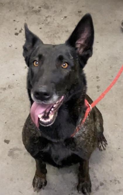 Svetlana, Adoptable, Adult Female Mixed Breed & Mixed Breed.