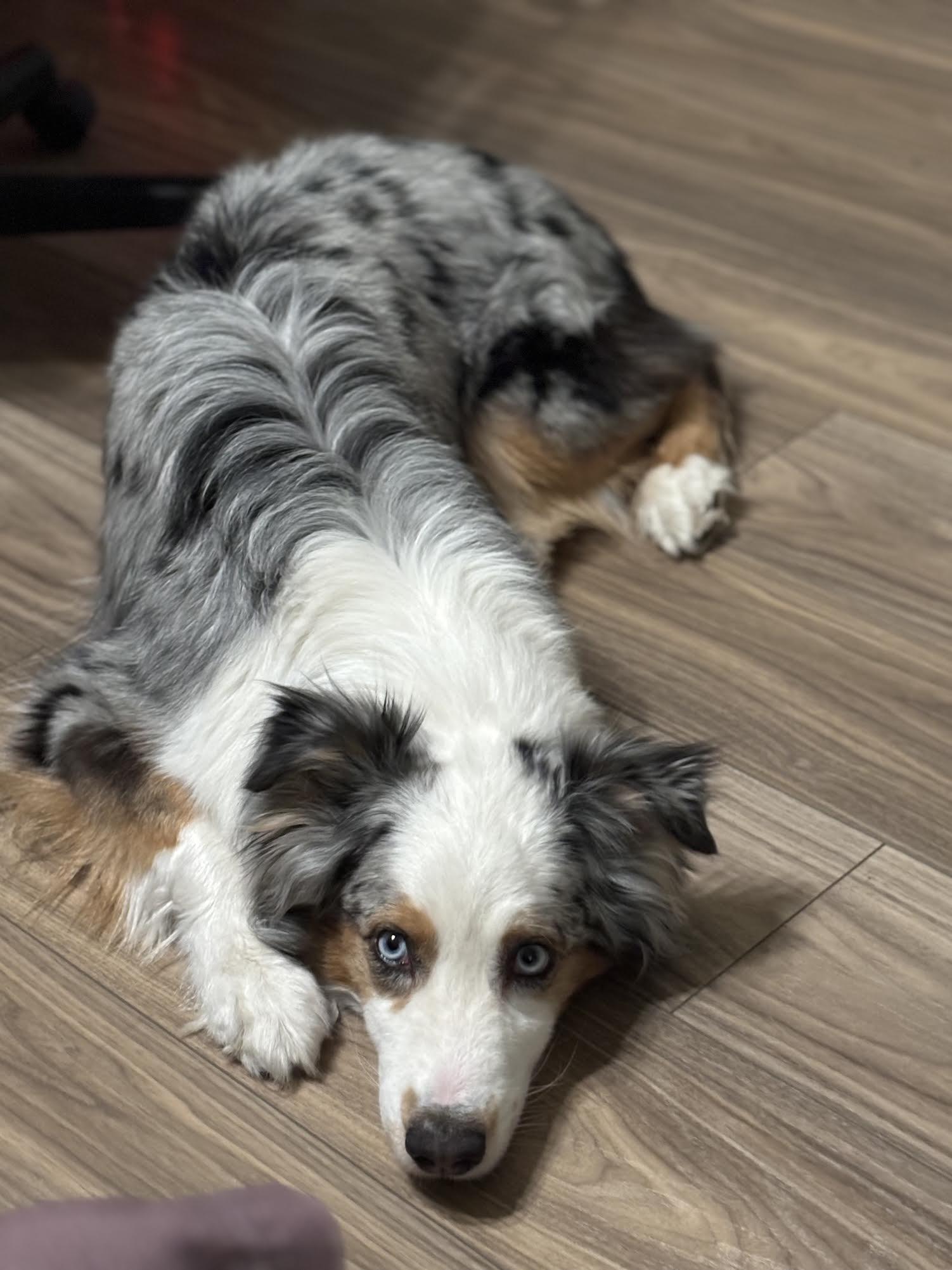 Skye, ADOPTABLE, Adult Male Australian Shepherd.