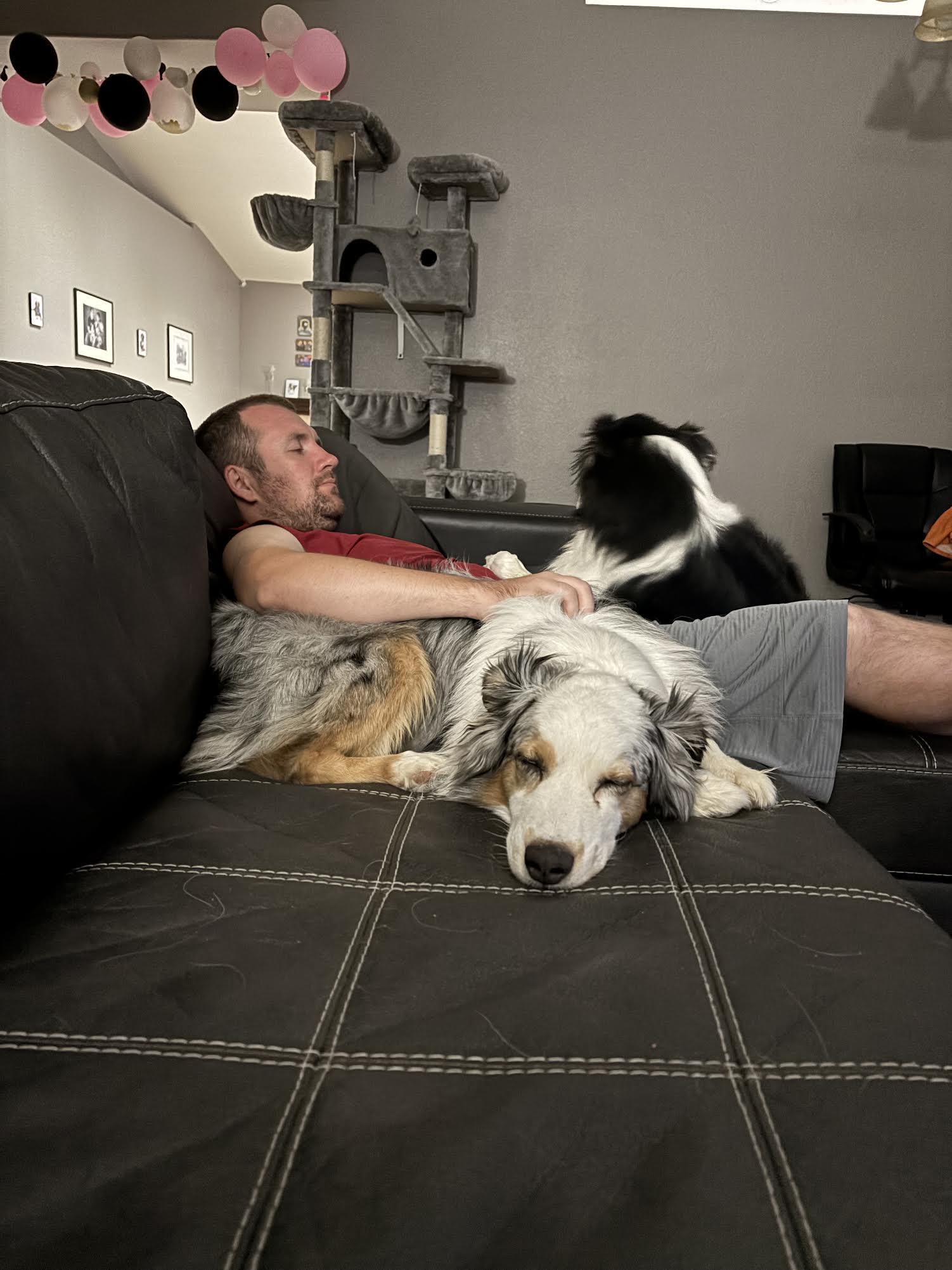 Skye, a ADOPTABLE Australian Shepherd in Las Vegas, NV image 2/4