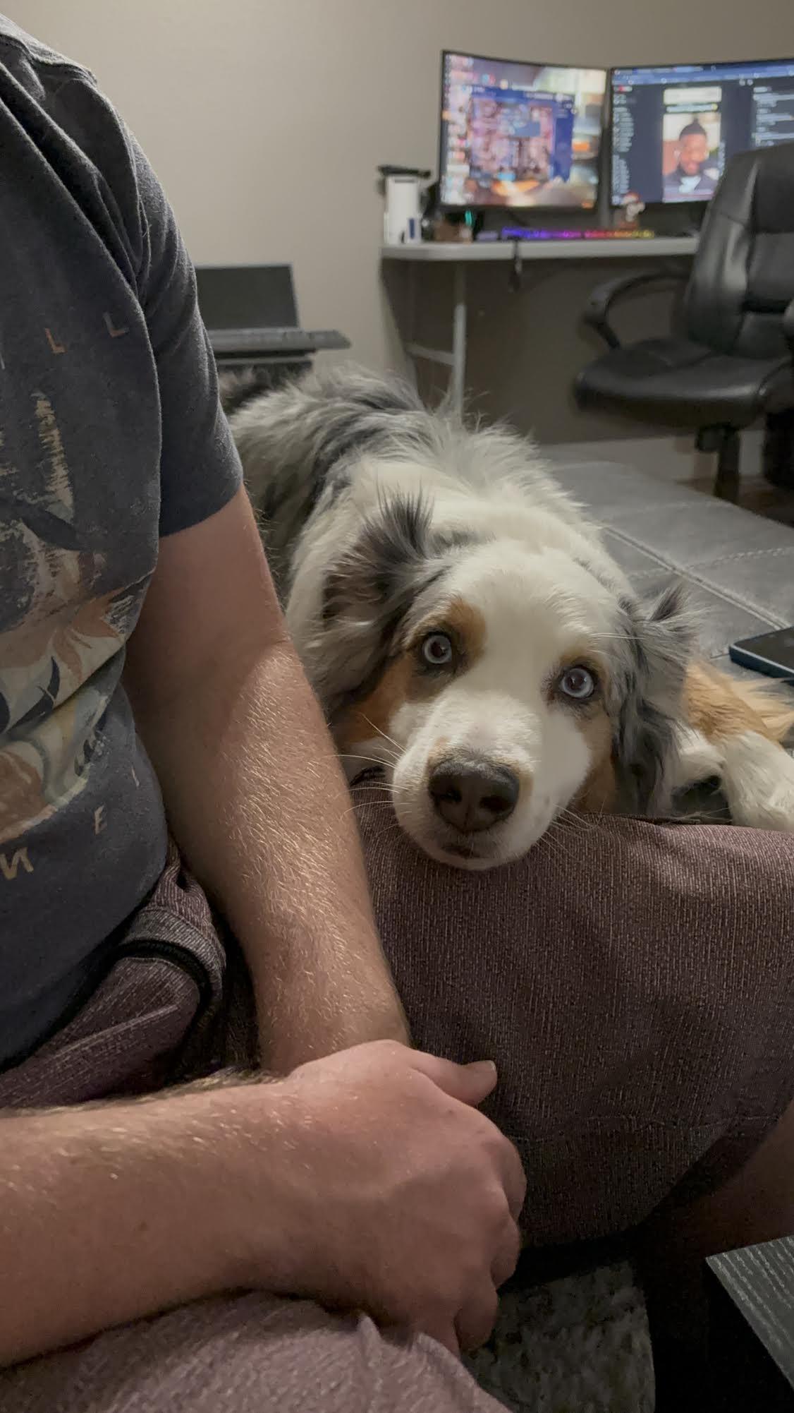 Skye, a ADOPTABLE Australian Shepherd in Las Vegas, NV image 4/4
