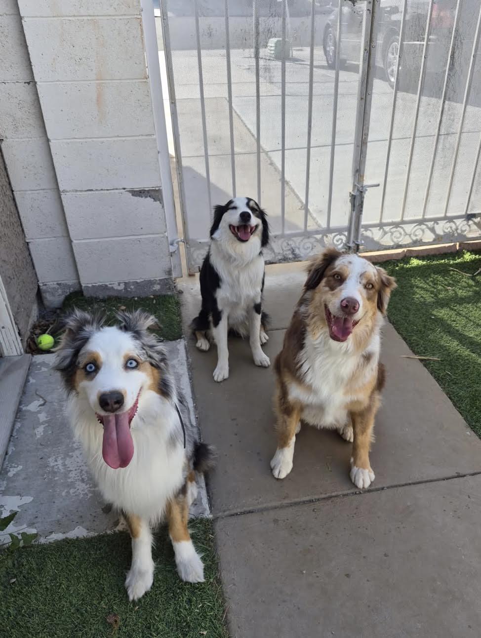 Skye, a ADOPTABLE Australian Shepherd in Las Vegas, NV image 3/4