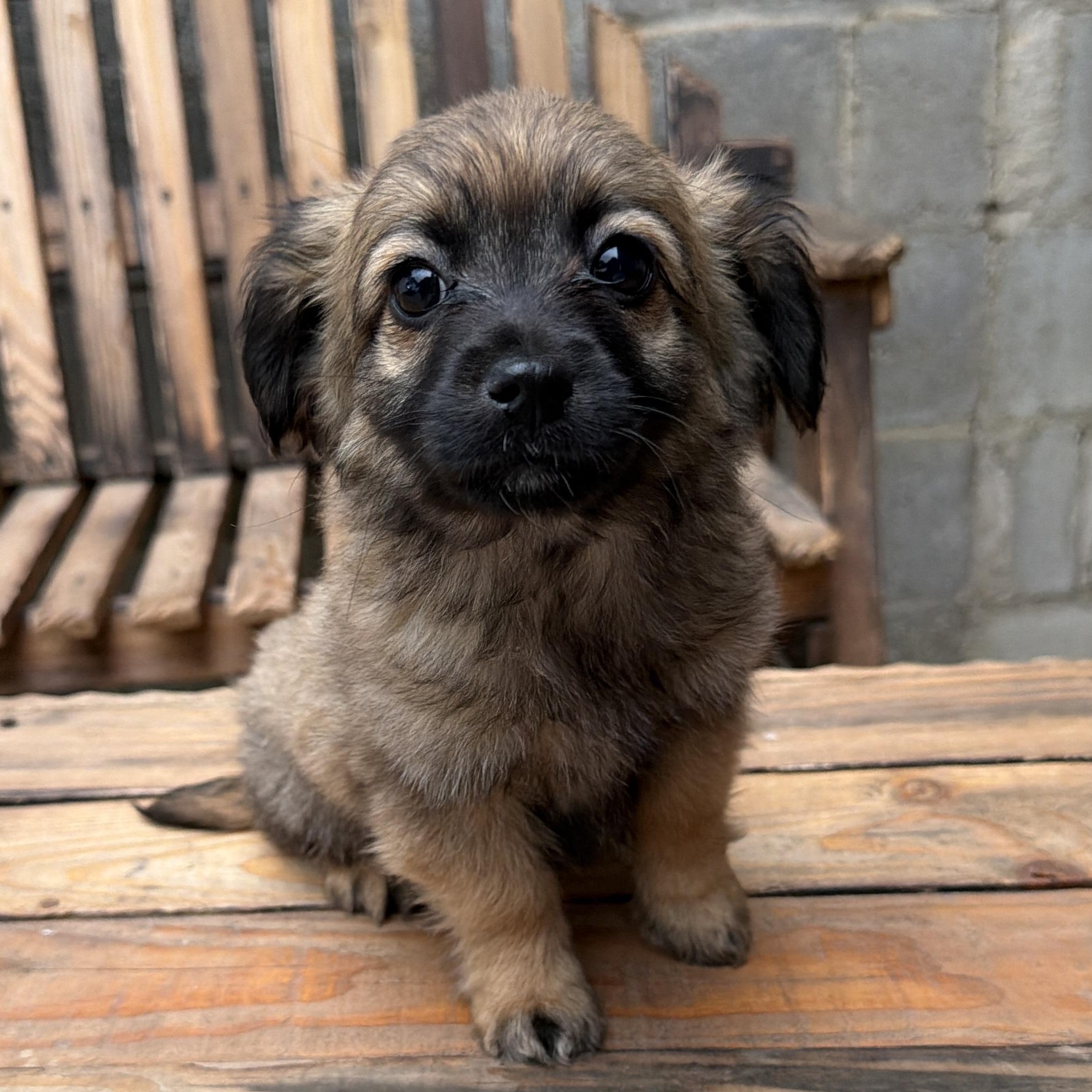 Crocs, adopted, Puppy Male Cockapoo & Chiweenie.