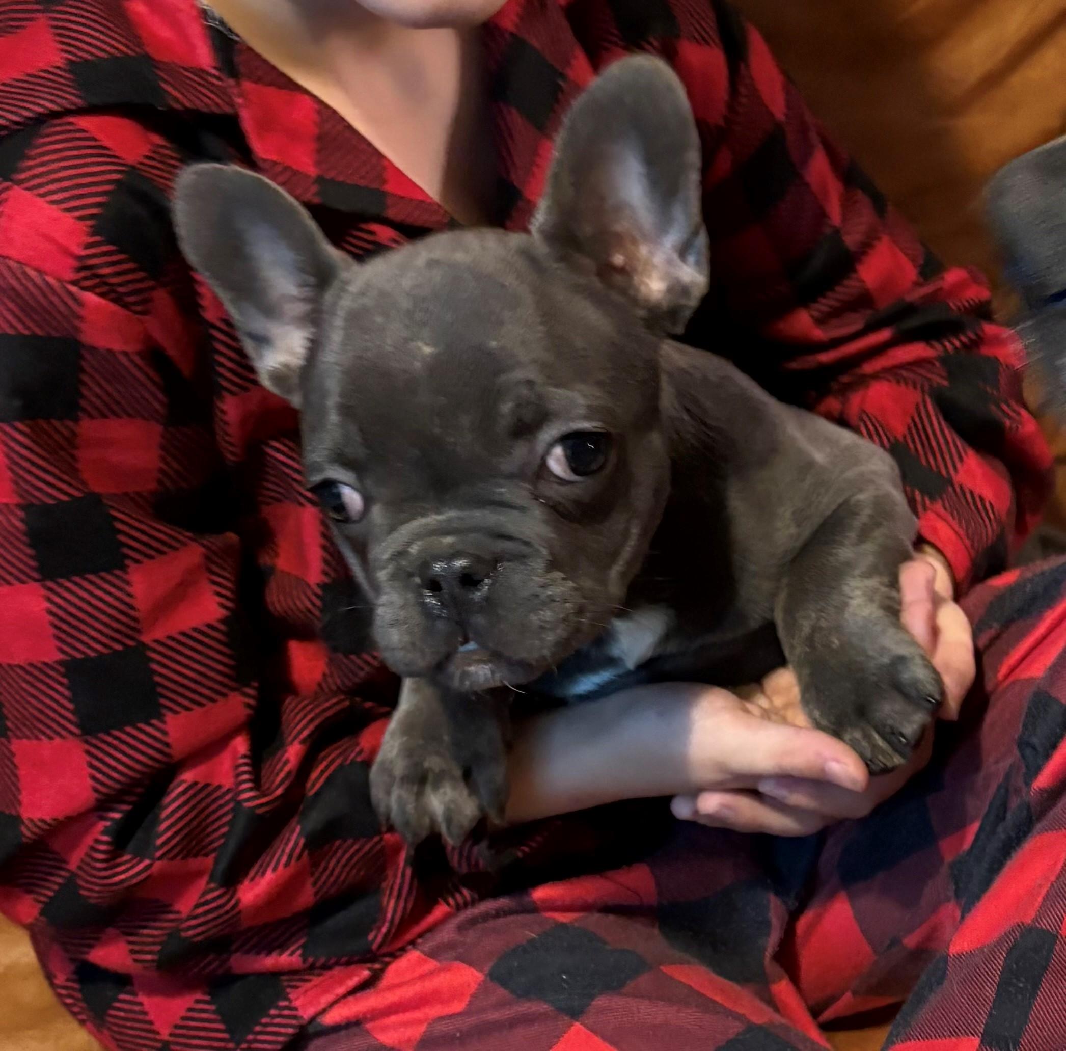 Ringo, ADOPTABLE, Puppy Male French Bulldog.