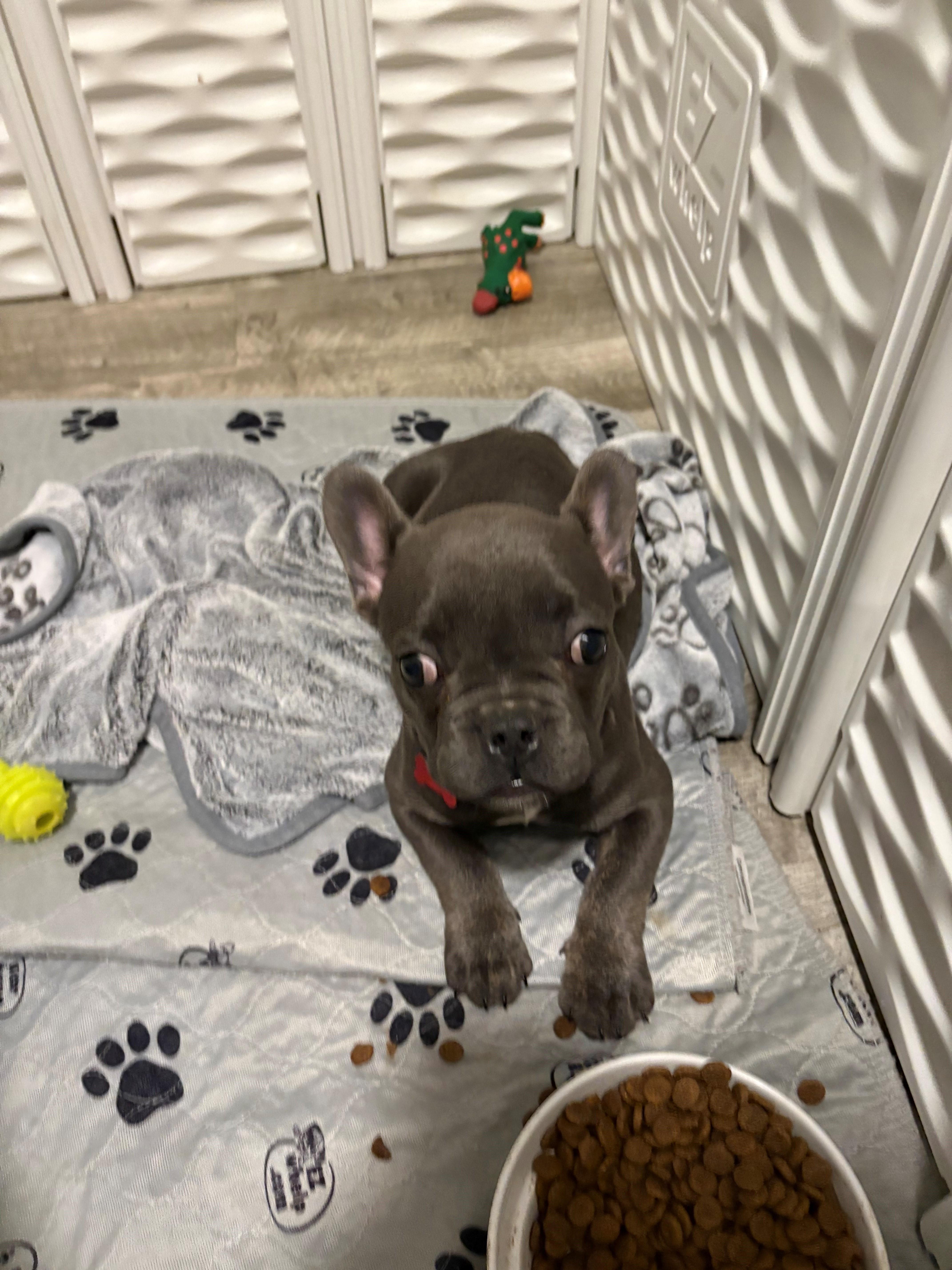 Enlarge Ringo, a ADOPTABLE French Bulldog in Bonneau, SC image 3/5