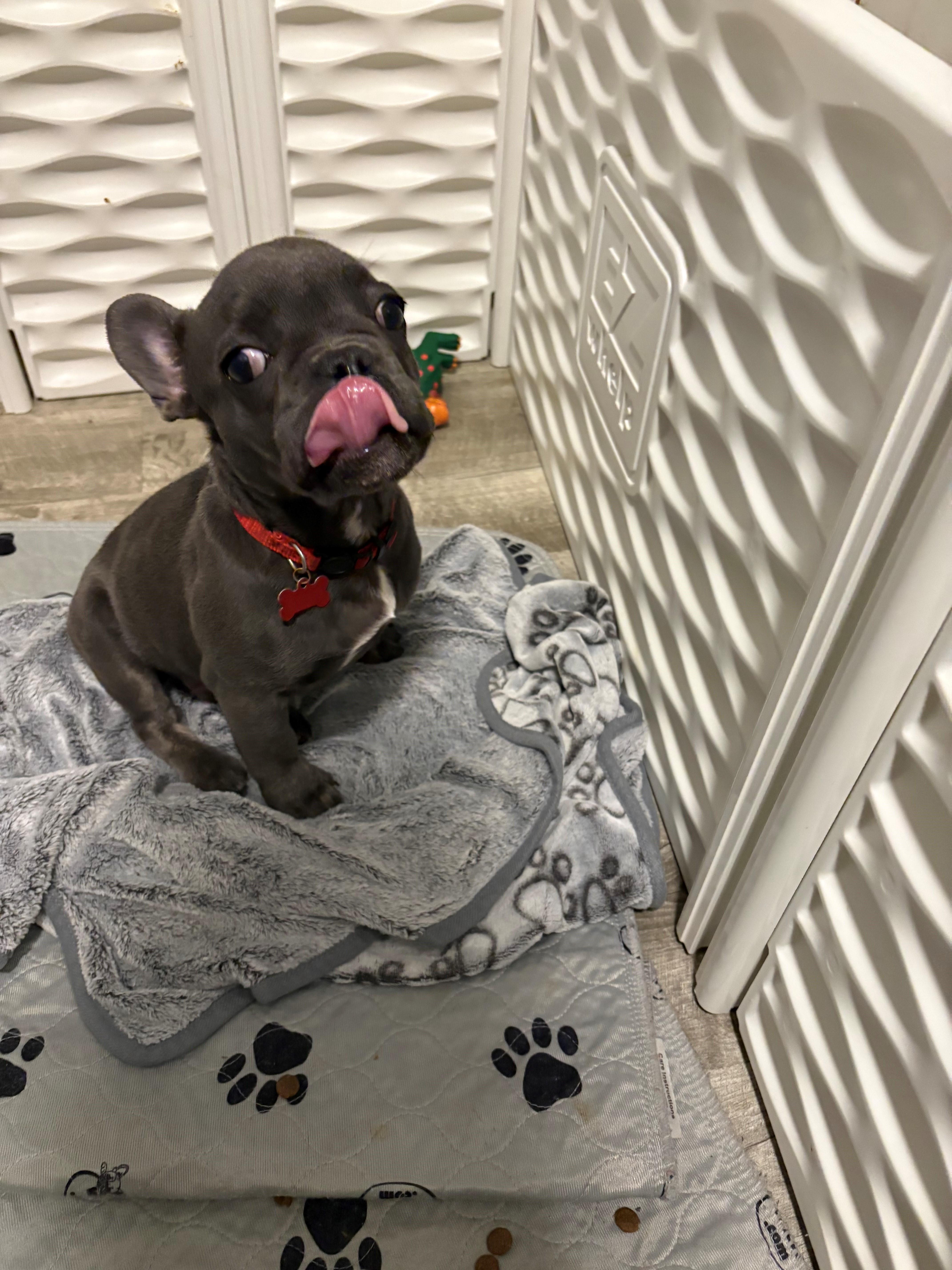 Enlarge Ringo, a ADOPTABLE French Bulldog in Bonneau, SC image 5/5