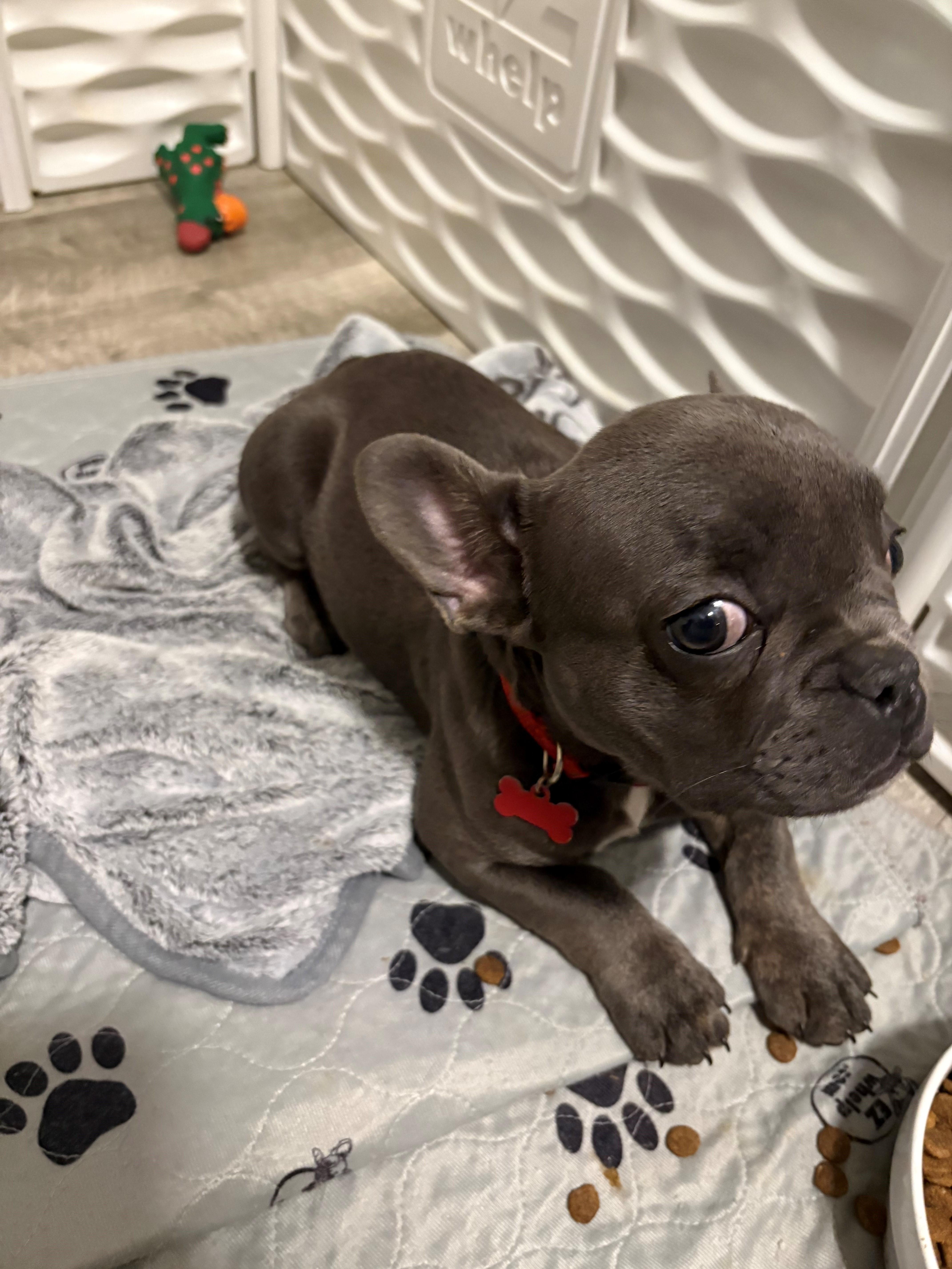 Enlarge Ringo, a ADOPTABLE French Bulldog in Bonneau, SC image 4/5