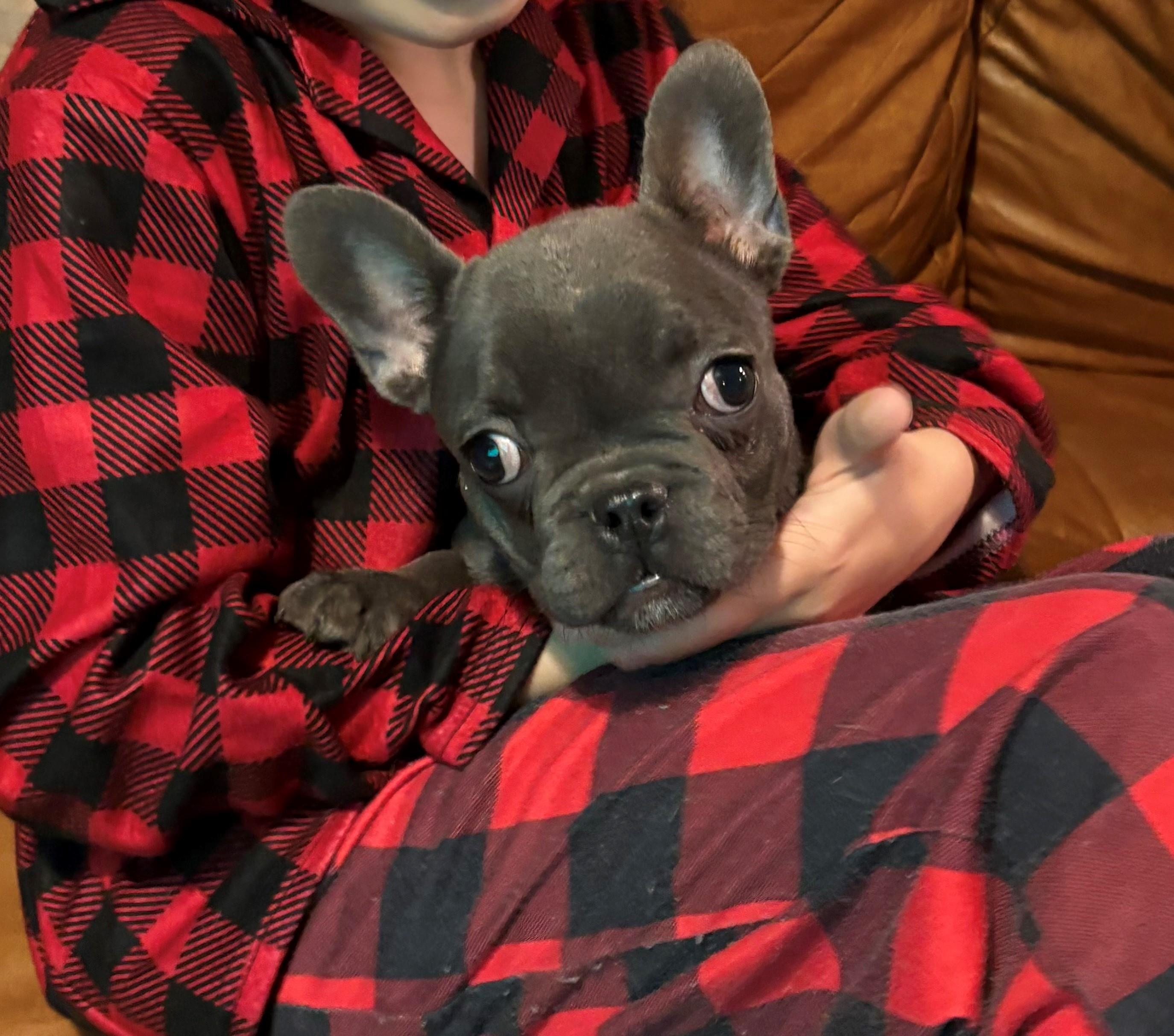 Enlarge Ringo, a ADOPTABLE French Bulldog in Bonneau, SC image 2/5