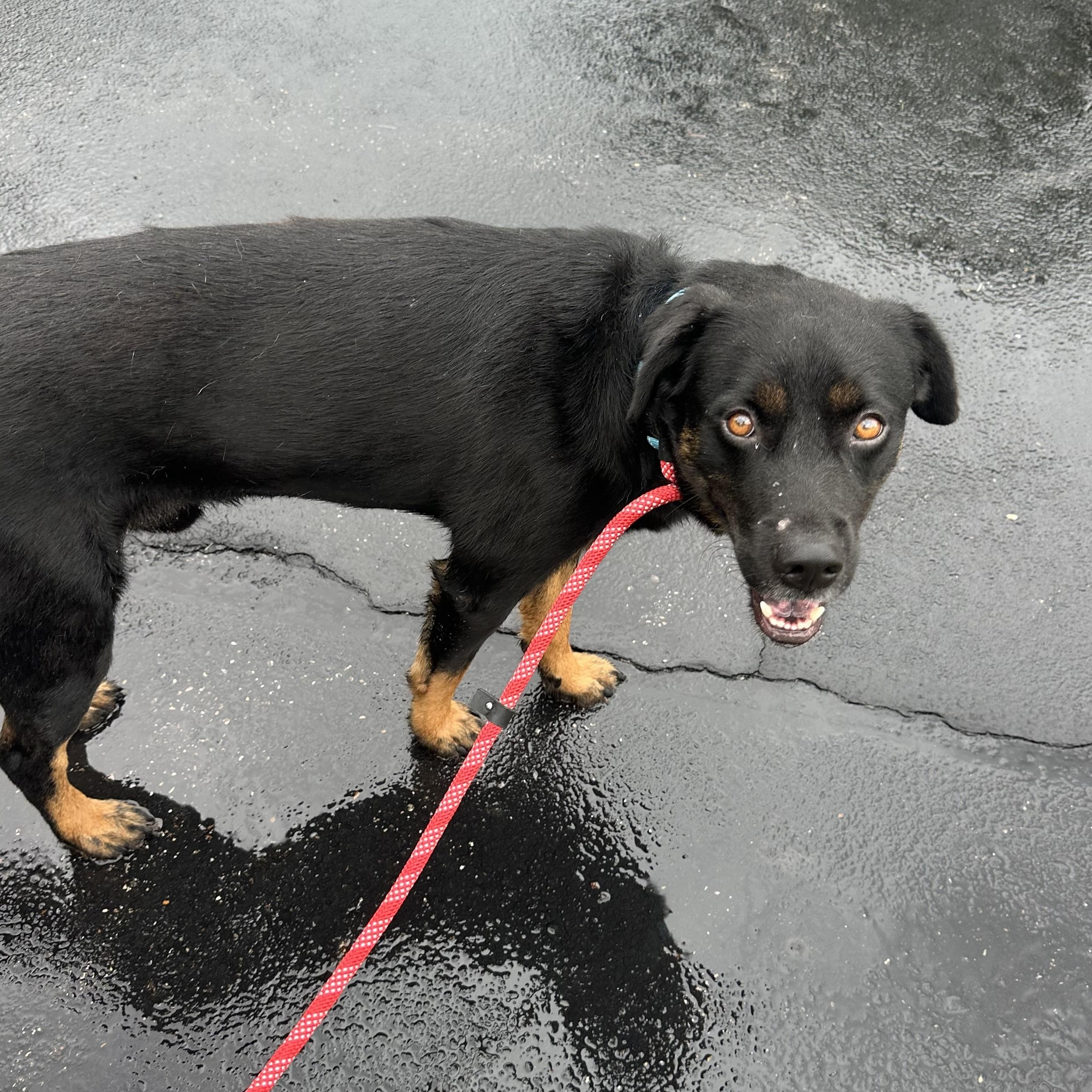 Enlarge Dexter, an adopted mixed breed in Columbus , OH image 3/5