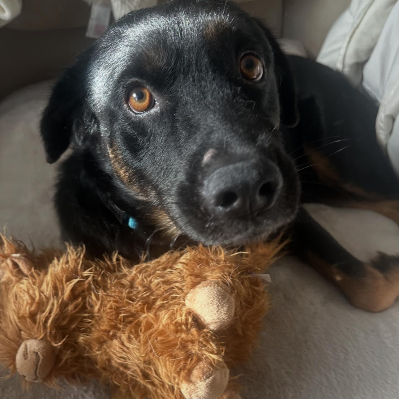 Dexter, adopted, Young Male Labrador Retriever.