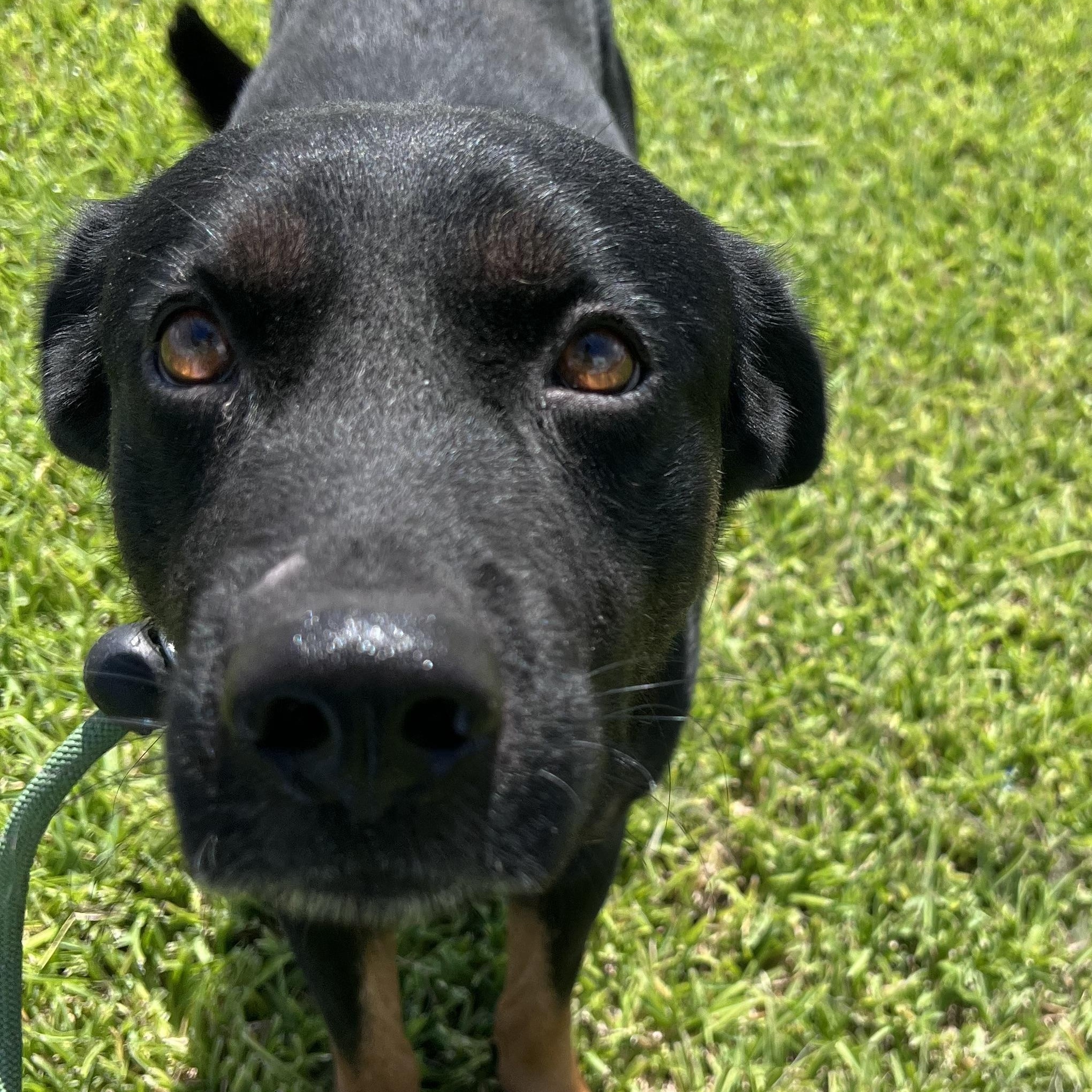 Enlarge Dexter, an adopted mixed breed in Columbus , OH image 2/5