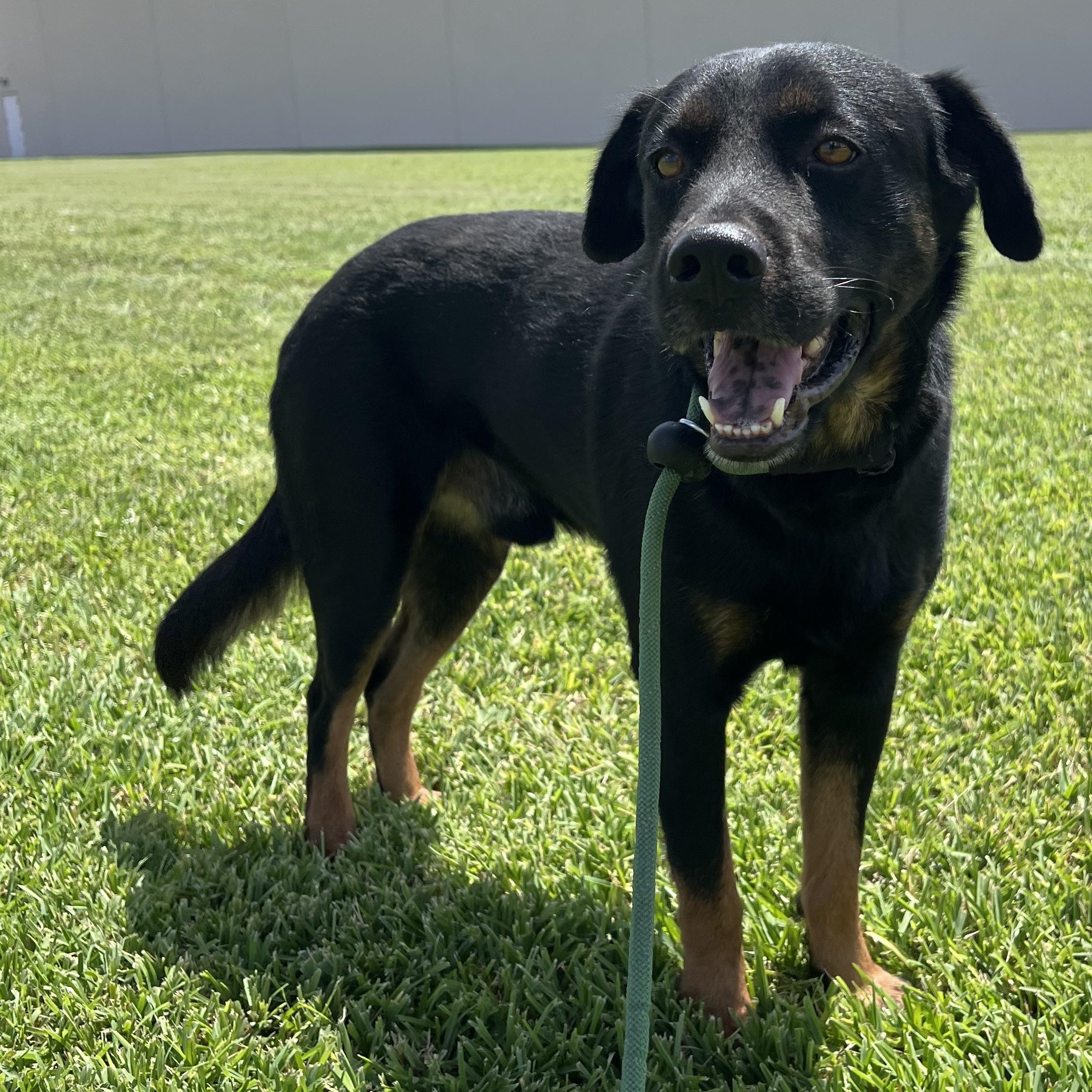 Enlarge Dexter, an adopted mixed breed in Columbus , OH image 4/5