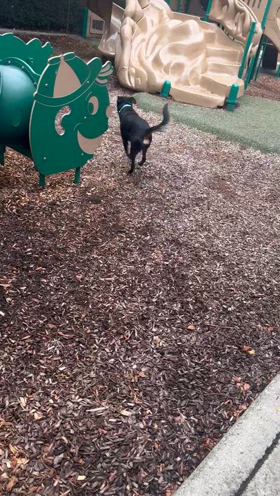 Enlarge Dexter, an adopted mixed breed in Columbus , OH video 5/5