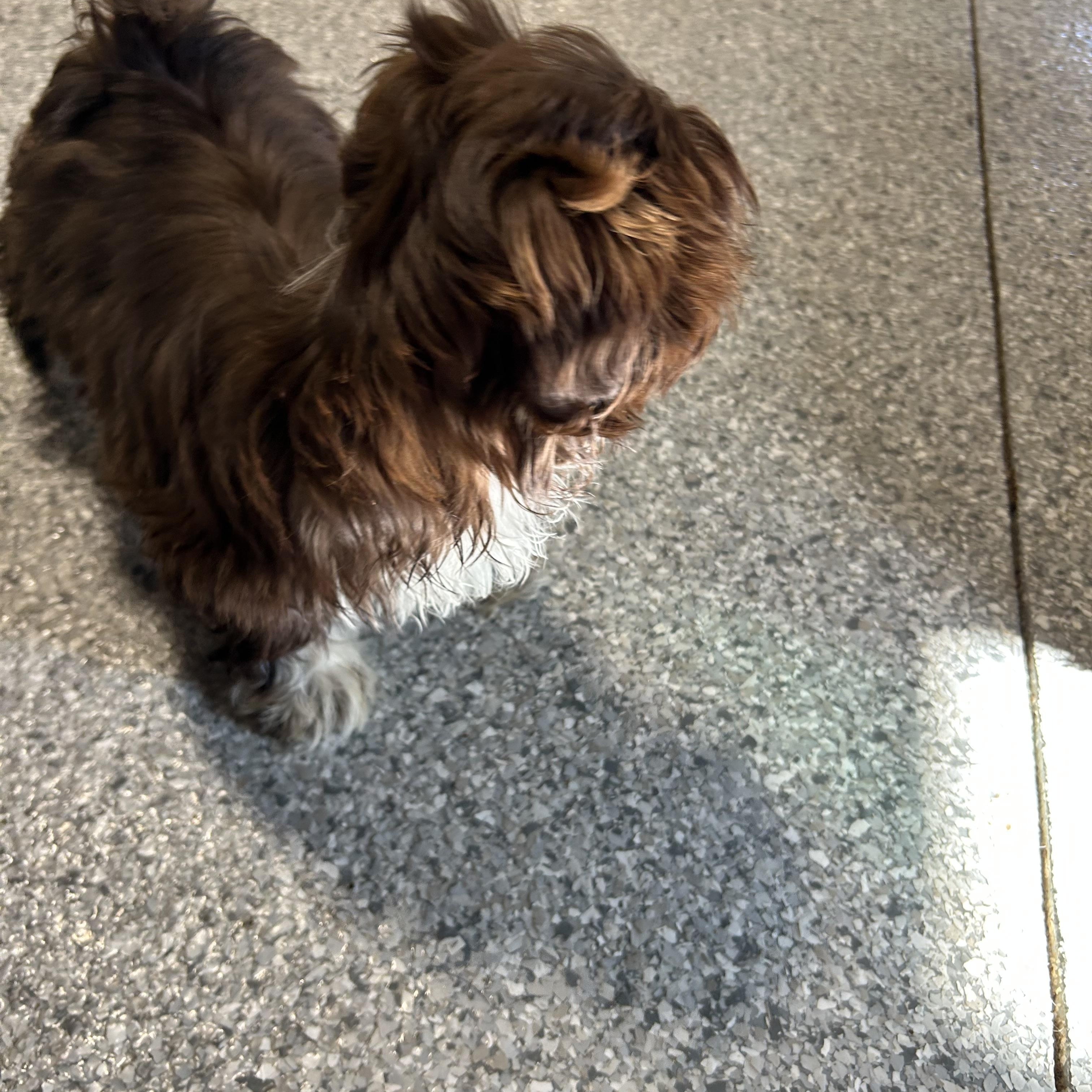 Enlarge Baby  Hershey , a Adoptable Shih Tzu in Maumee , OH image 2/3